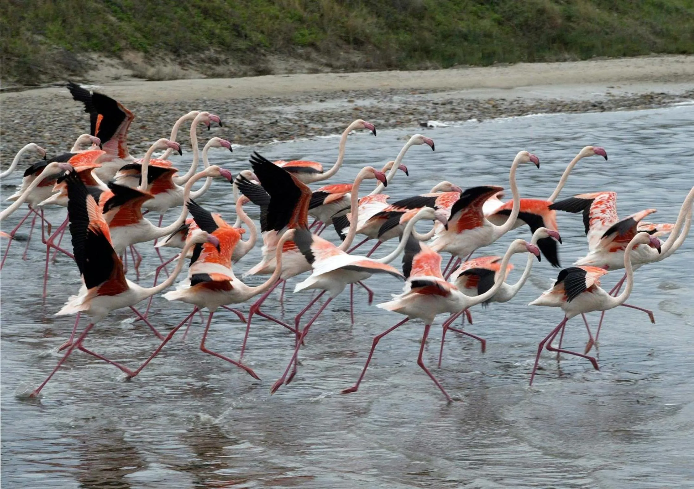 Animals in Lantana Resort Hotel&Apartments