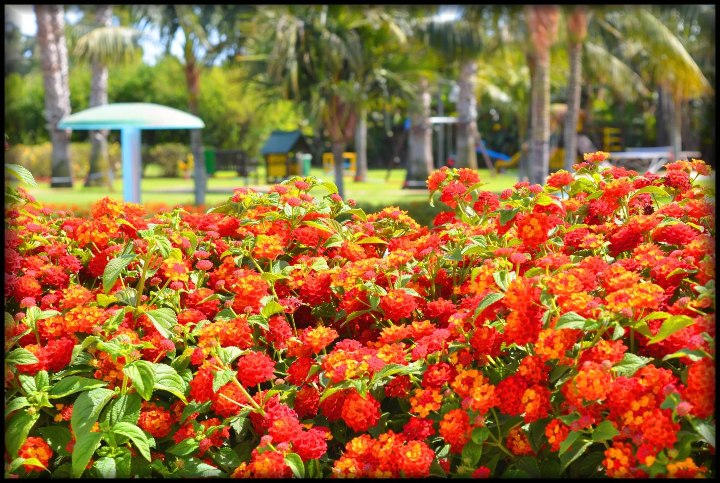 Spring in Lantana Resort Hotel&Apartments