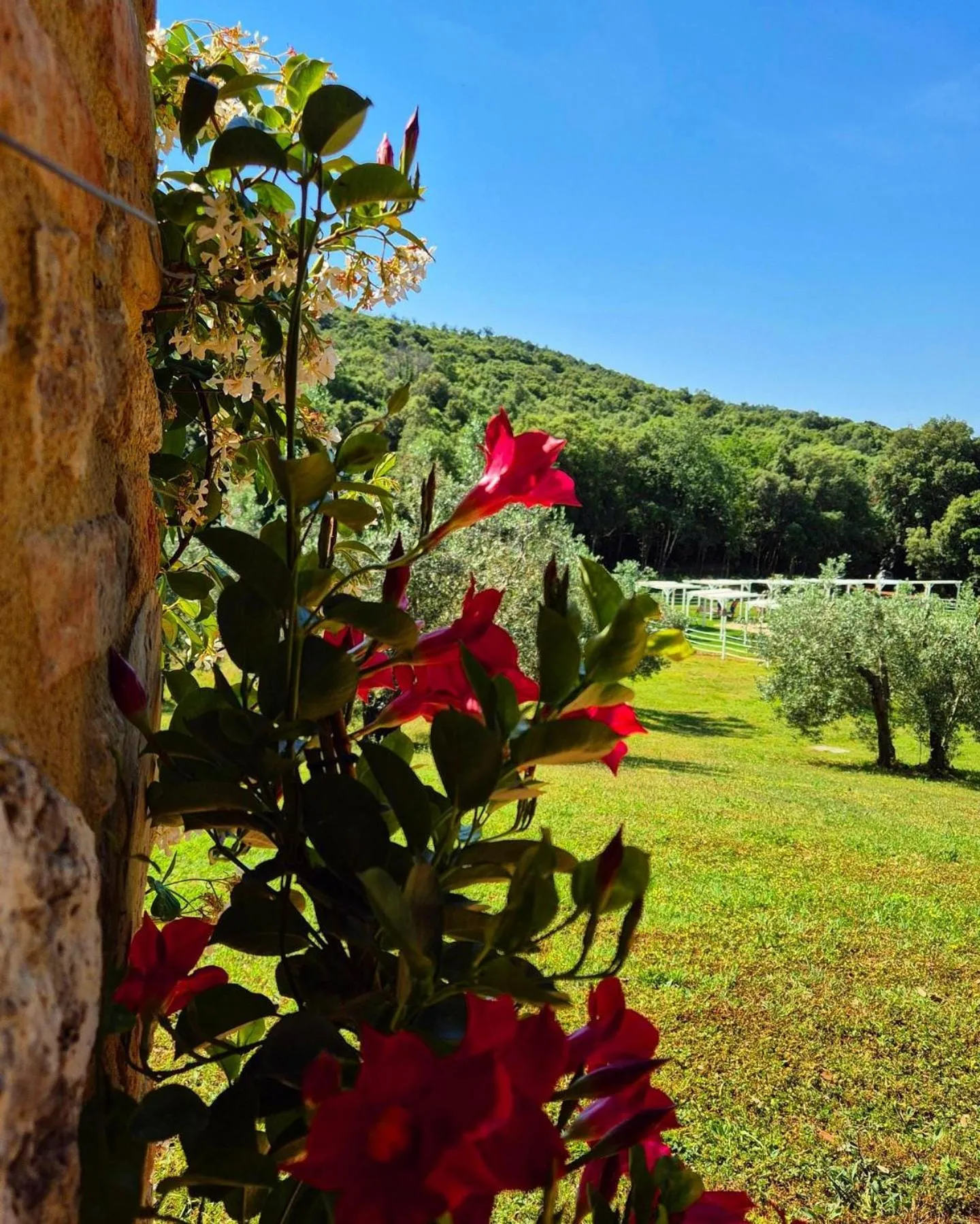 Tenuta Aronne