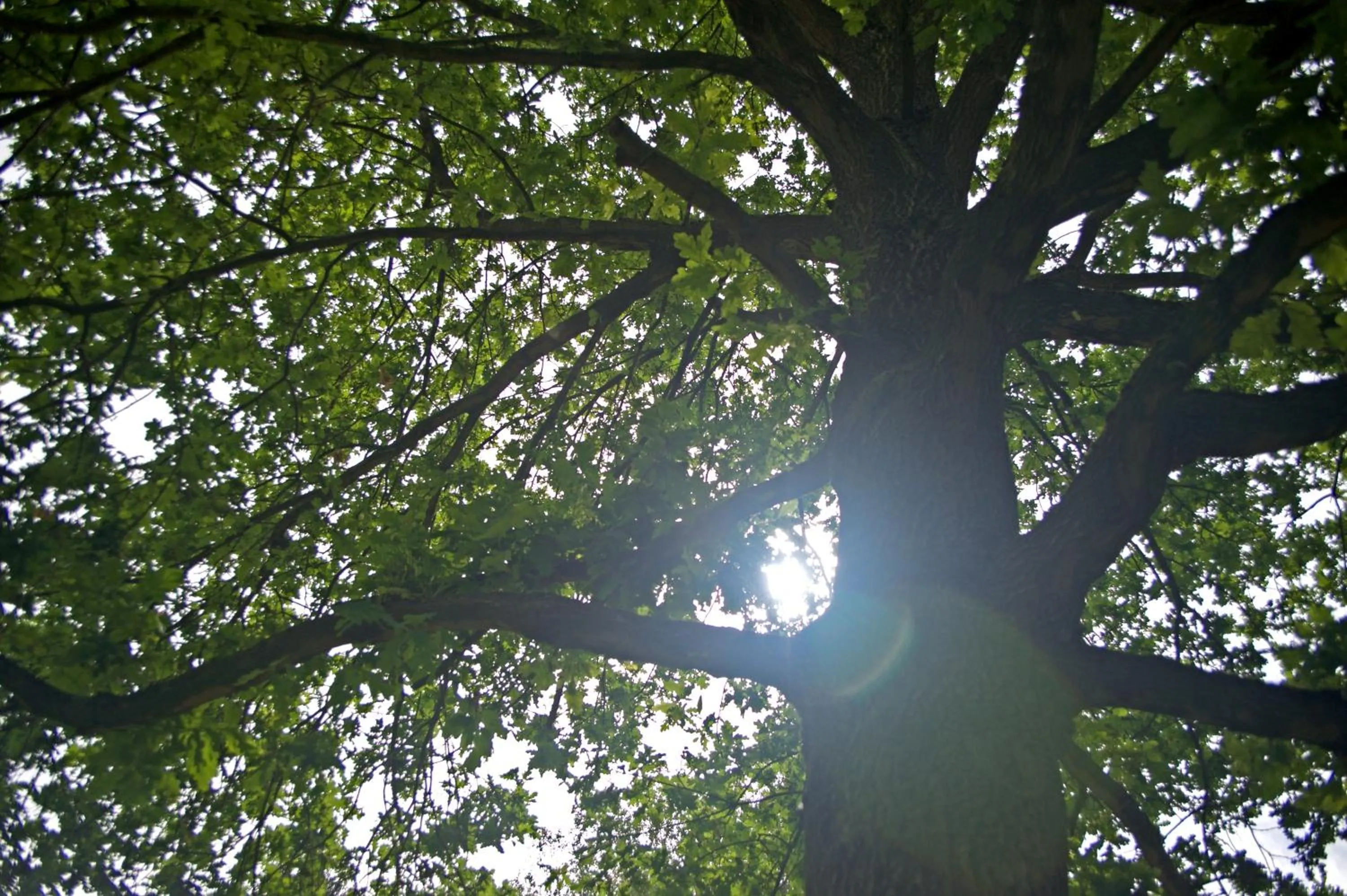 Natural landscape in B&B Gielse Garden