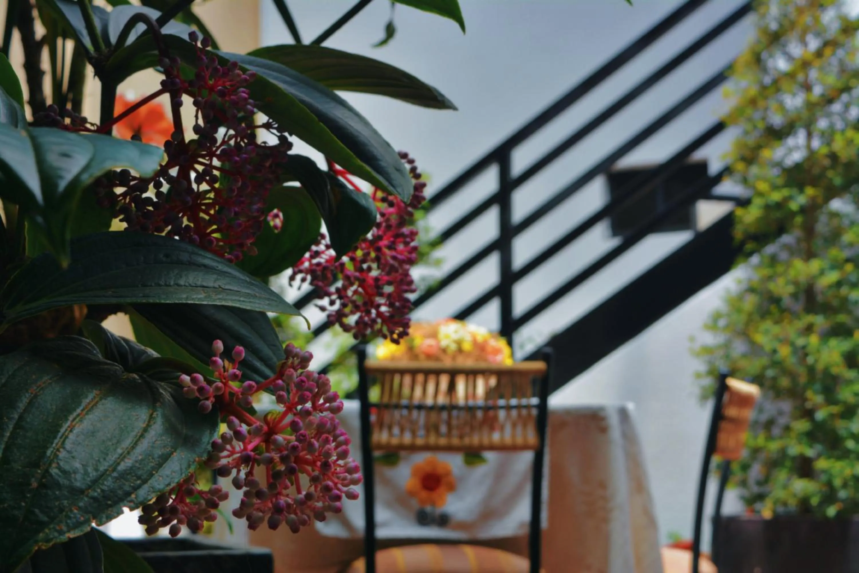 Restaurant/places to eat in Hotel La Farola