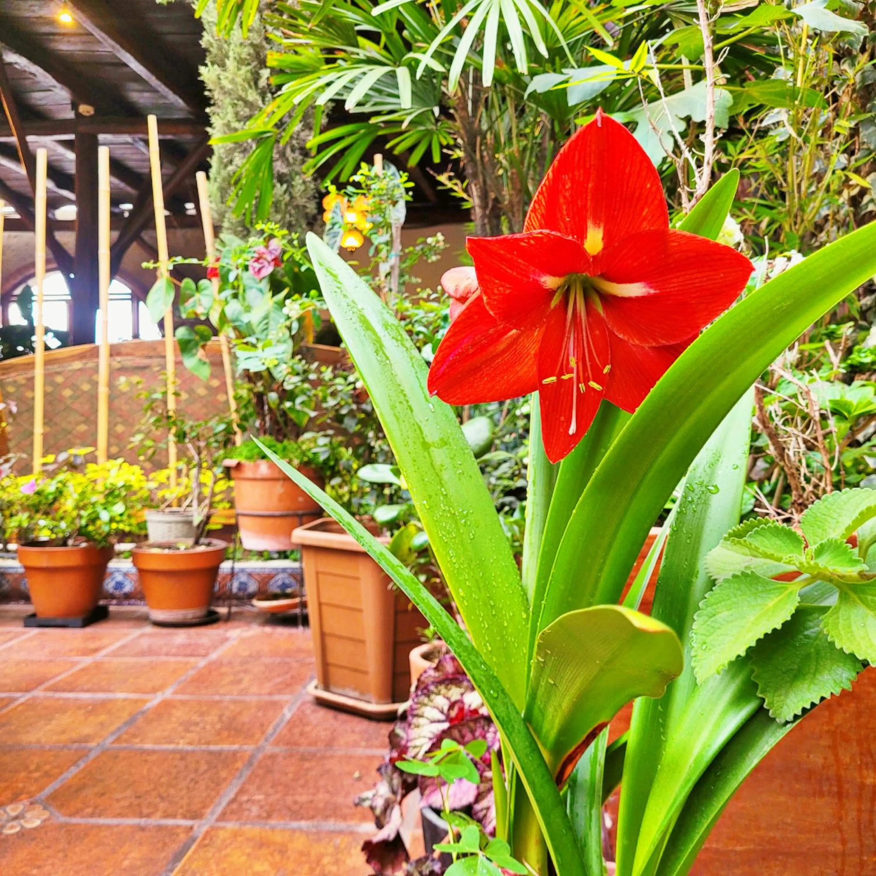 Garden in Hotel La Farola