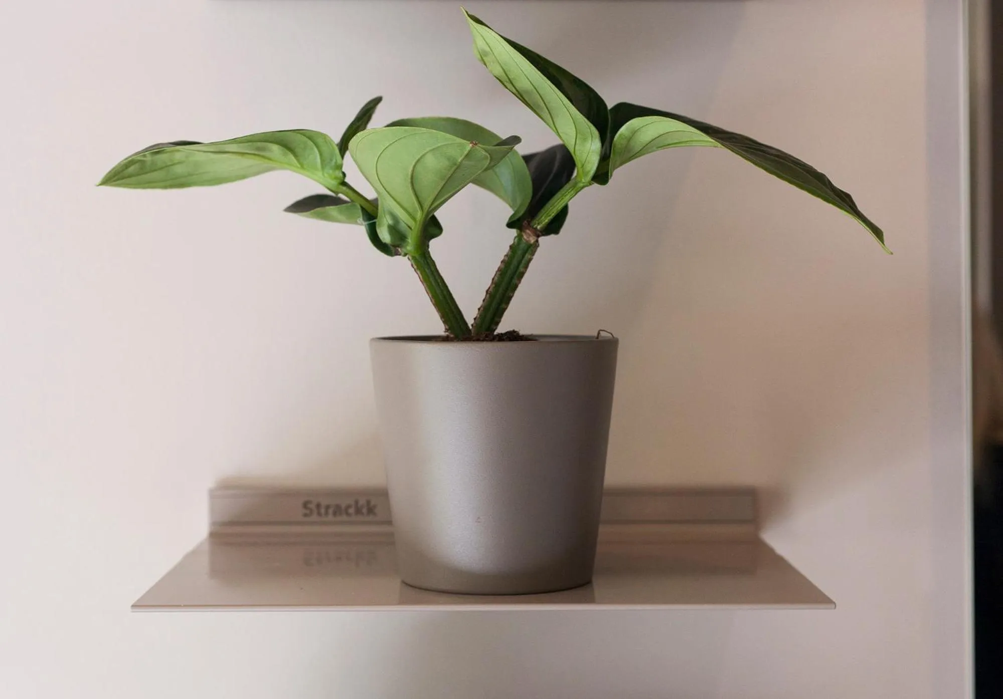 Decorative detail in DestinationBCN - Universitat Rooms