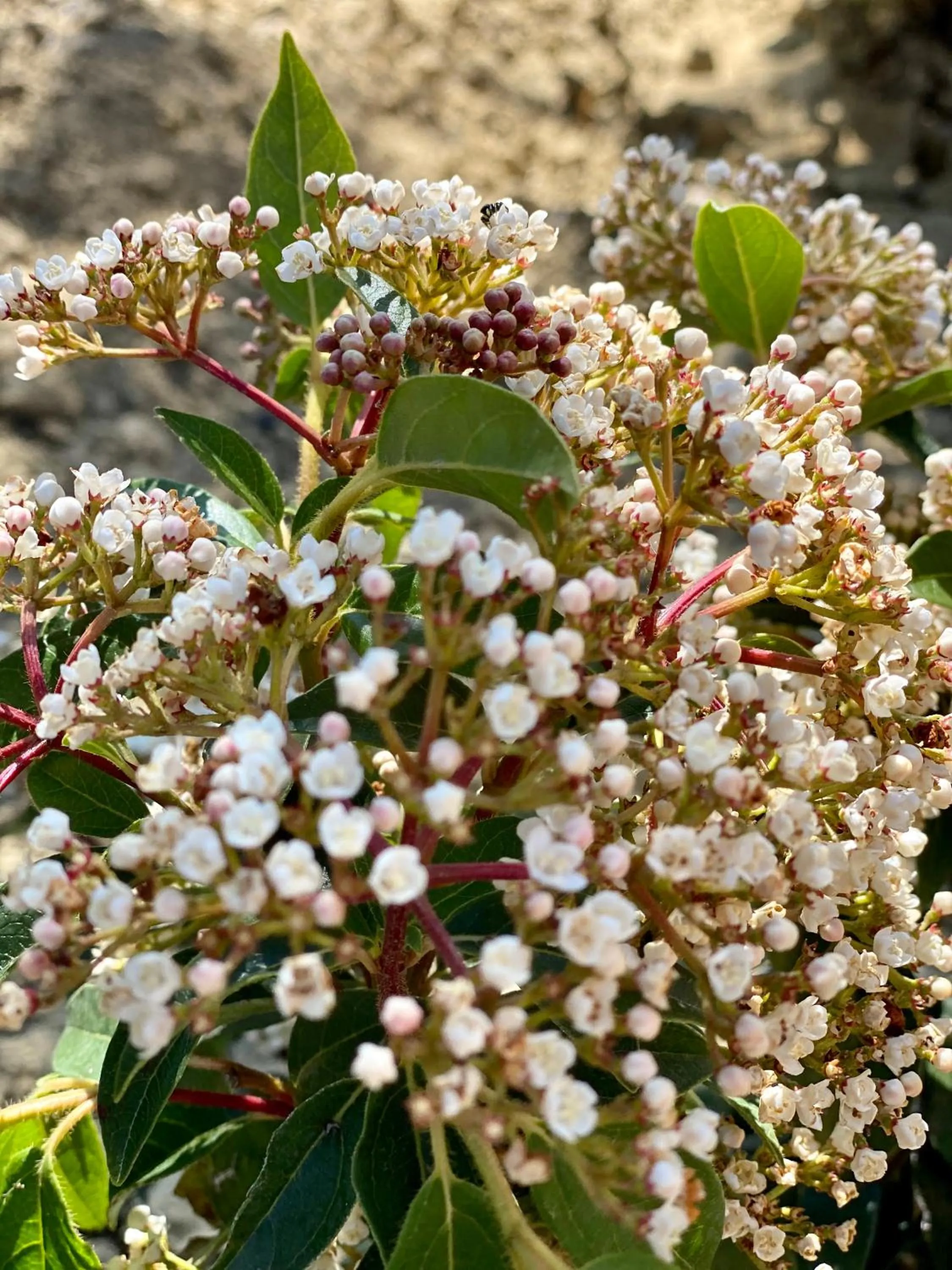 Garden in Villa Francesca