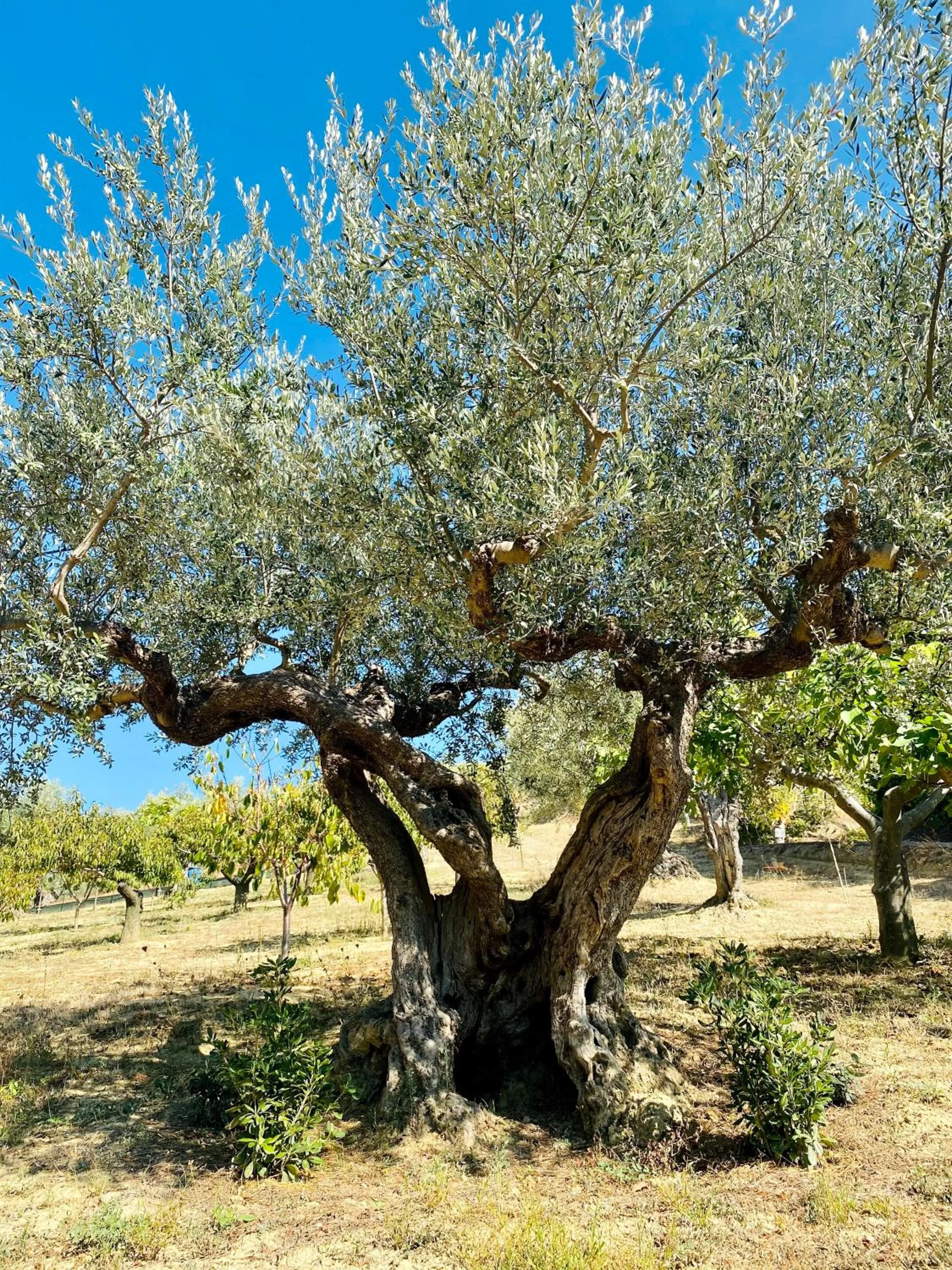 Garden in Villa Francesca