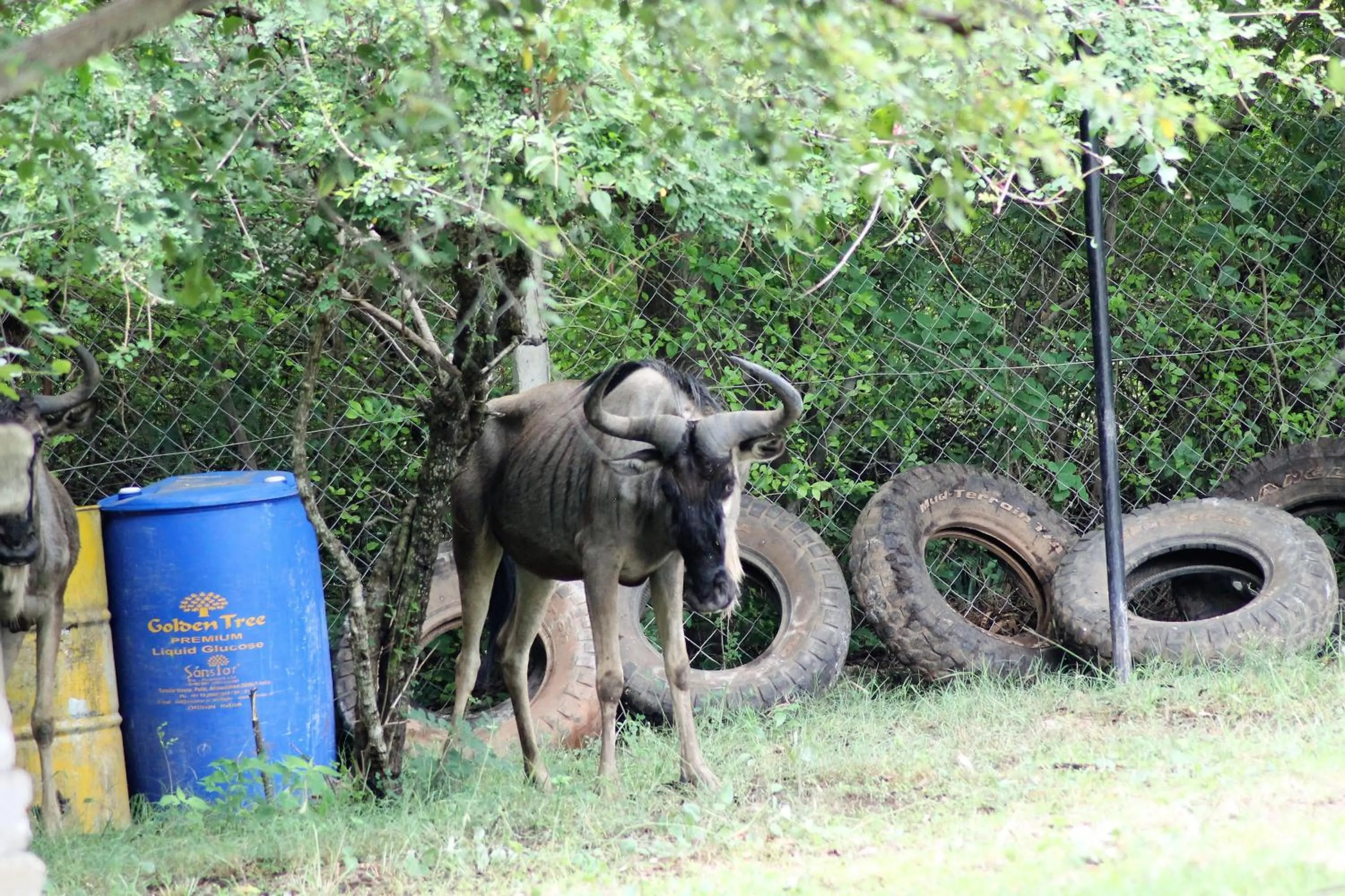 Animals in Wag Hill Lodge & Spa