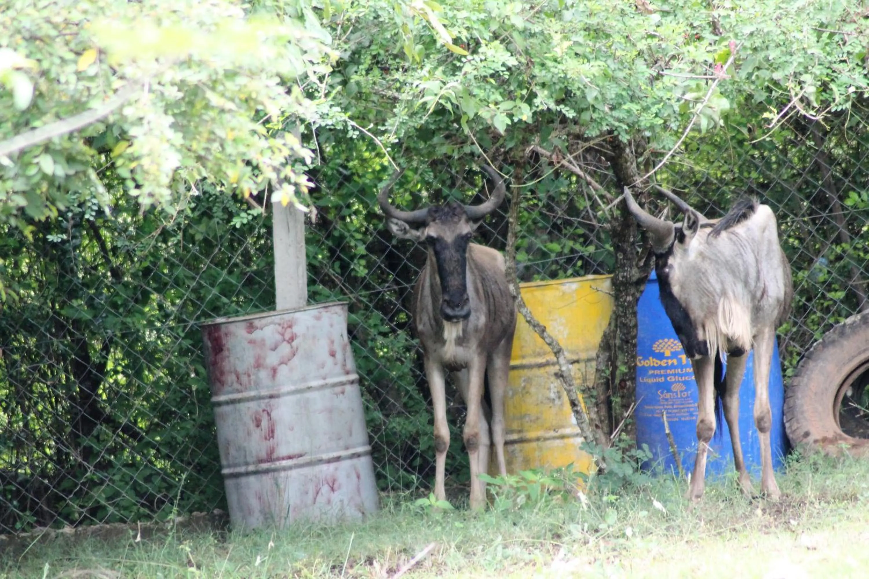 Animals in Wag Hill Lodge & Spa