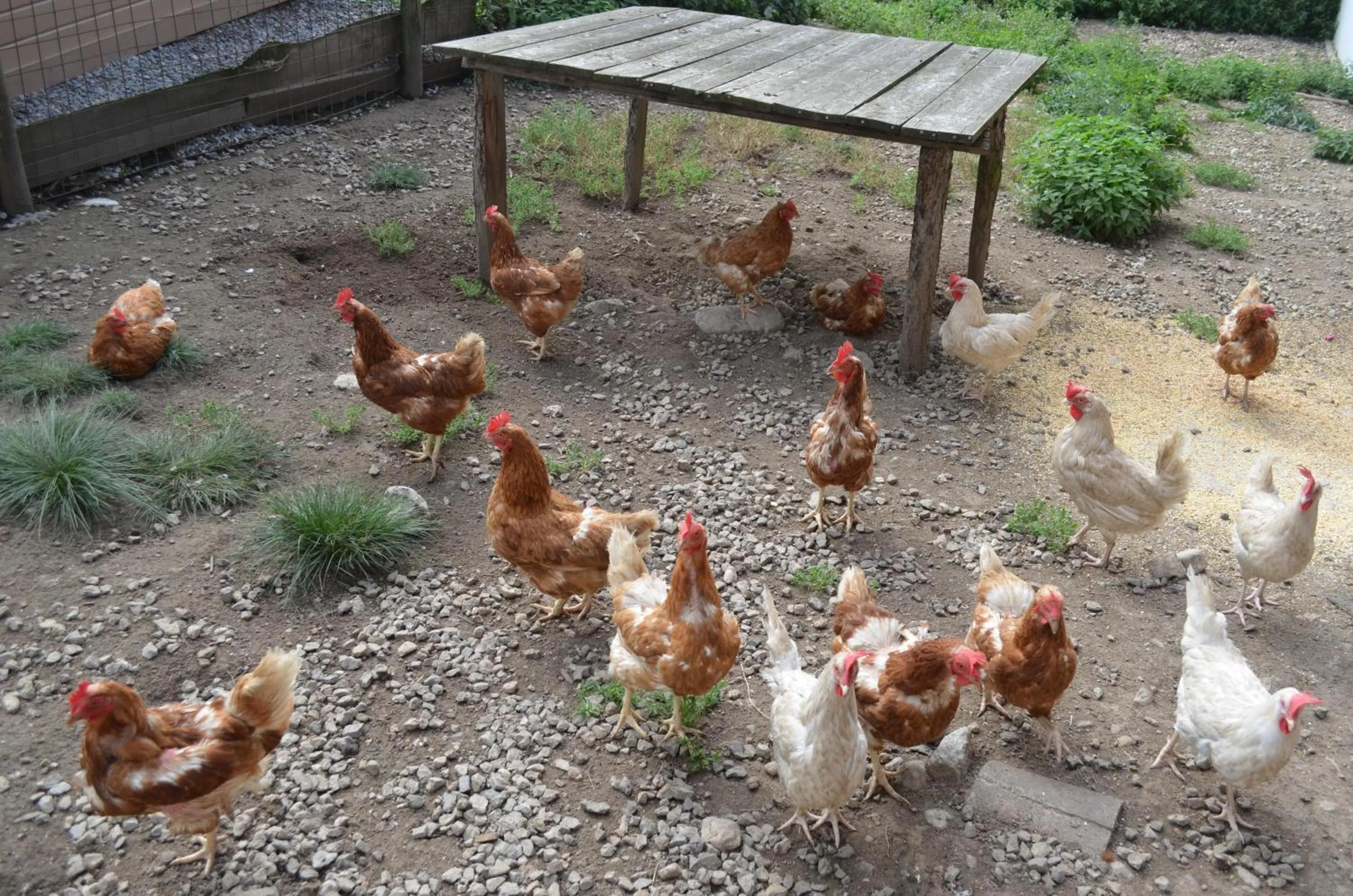 Animals in Gasthof Alte Tanne