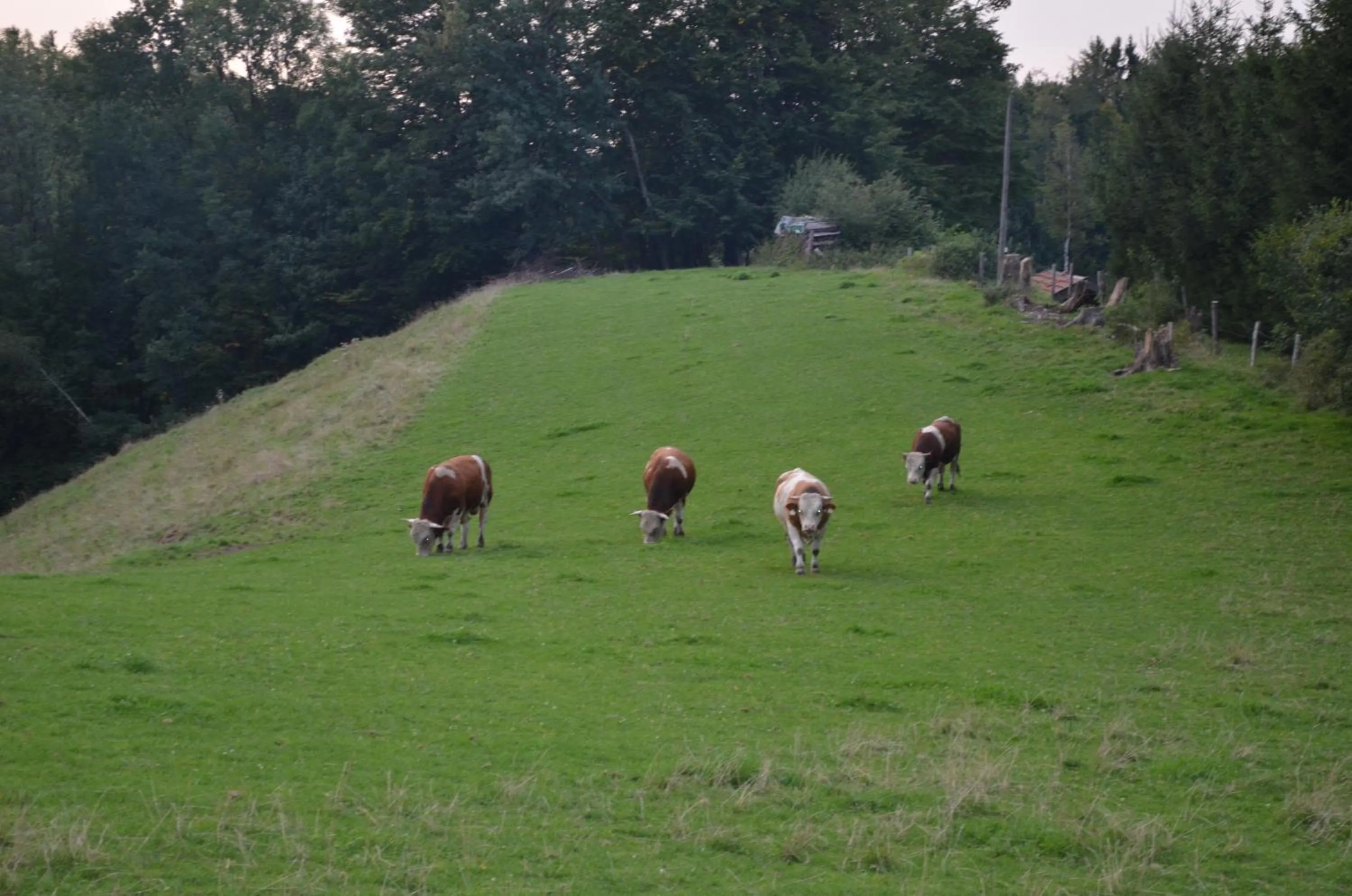 Animals in Gasthof Alte Tanne
