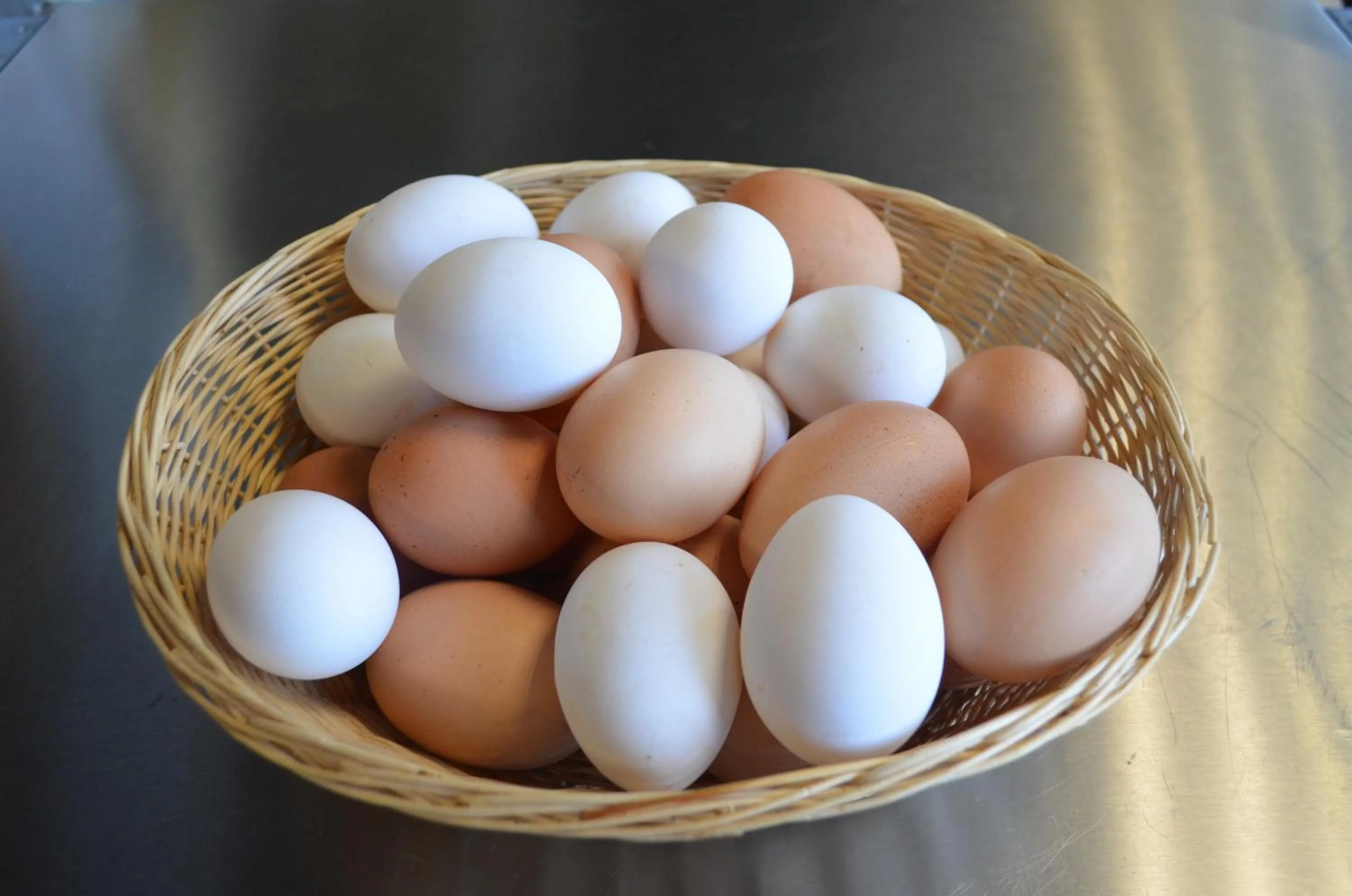 Animals in Gasthof Alte Tanne