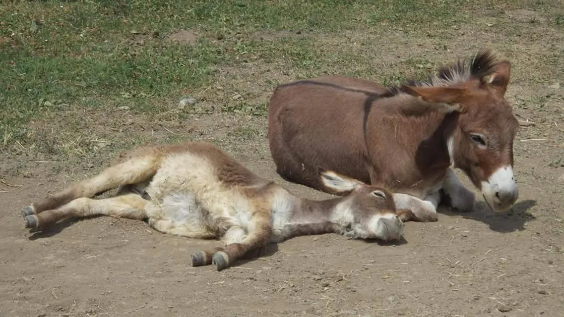 Les Blanches Provençales