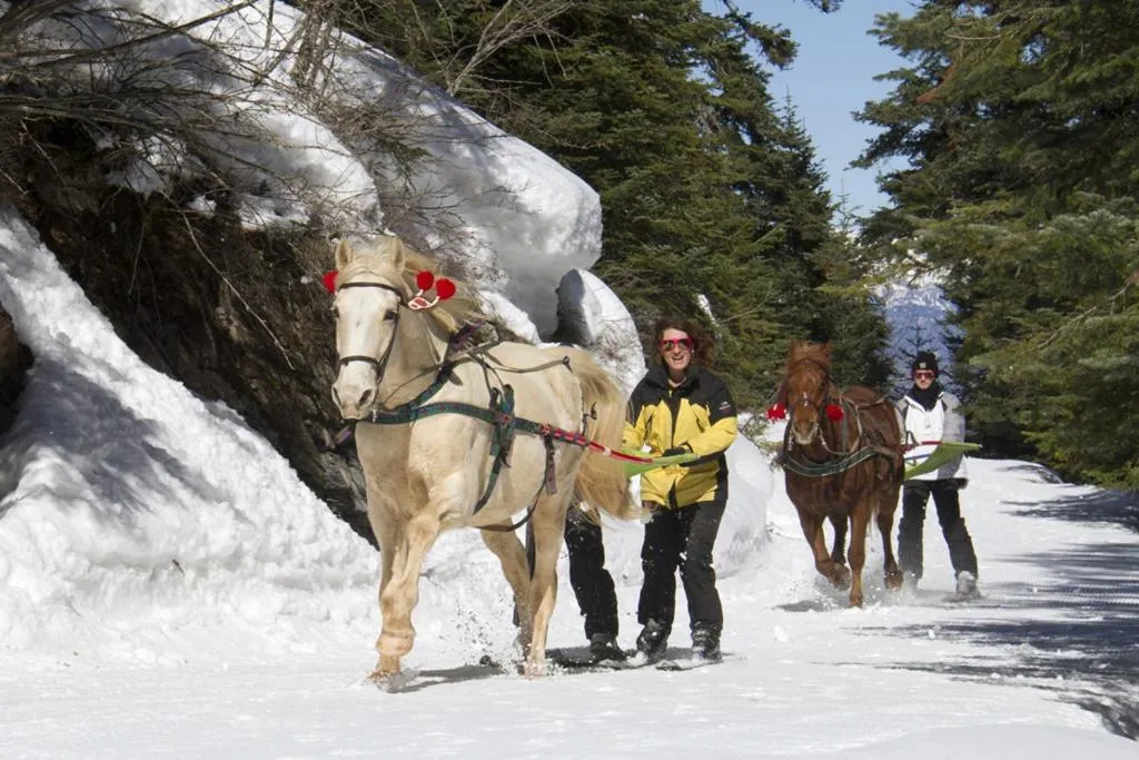 Les Blanches Provençales
