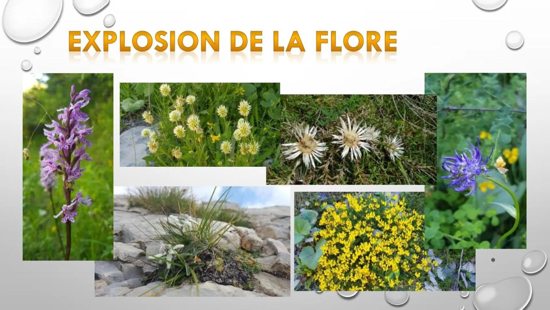 Les Blanches Provençales