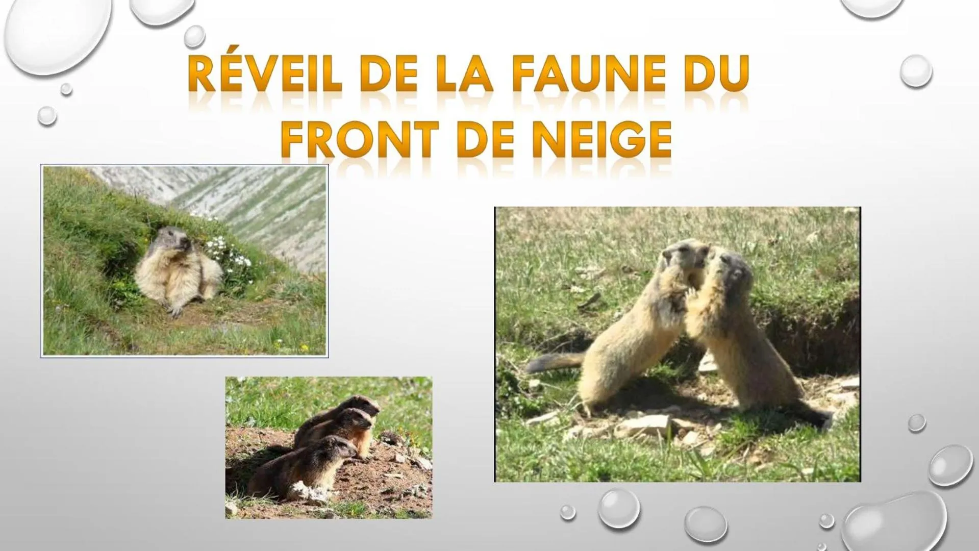 Les Blanches Provençales