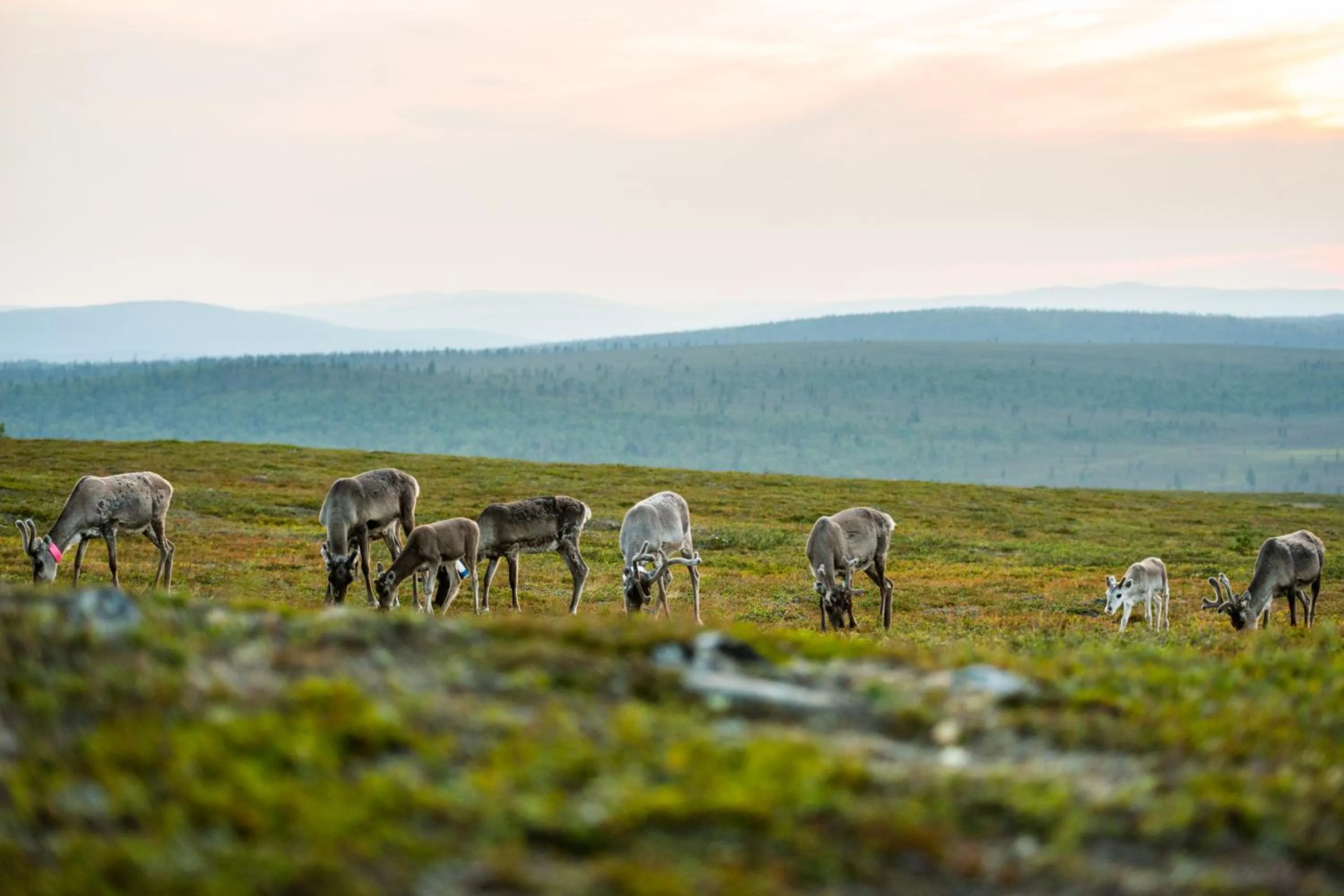 Natural landscape in Kakslauttanen Arctic Resort - Igloos and Chalets