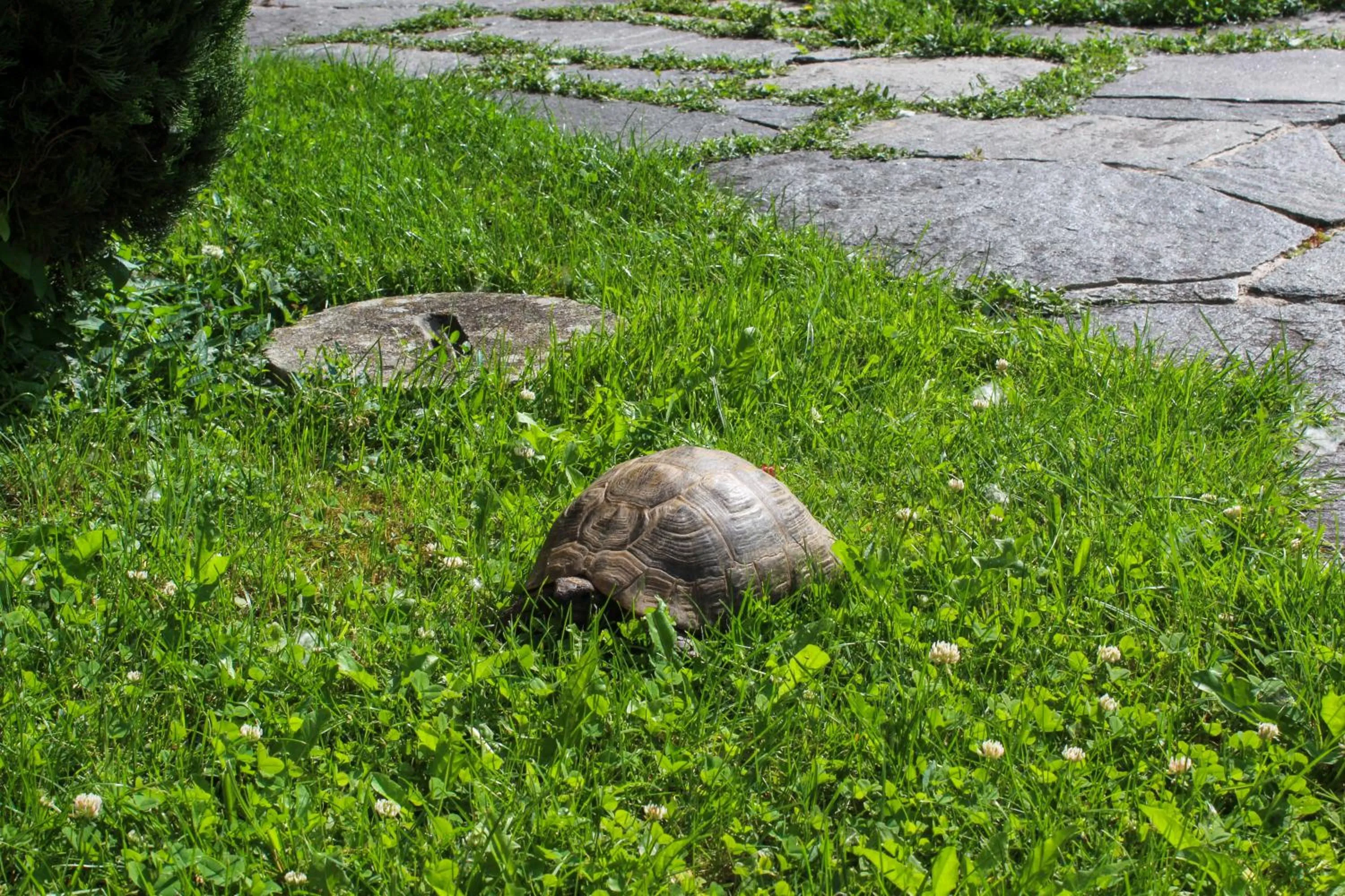 Spring in Crêt-Bérard