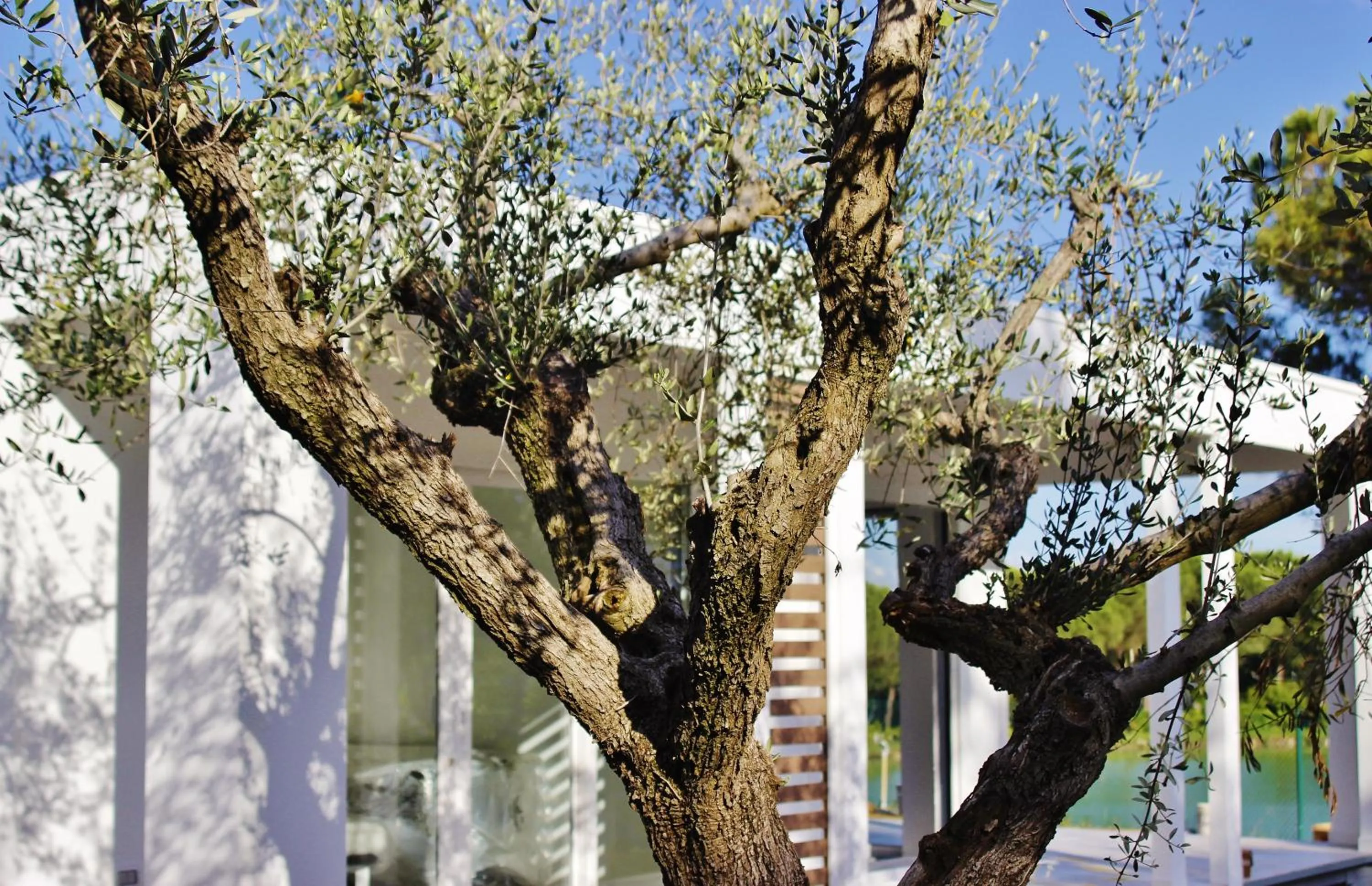 Garden in Villaggio La Pescaccia