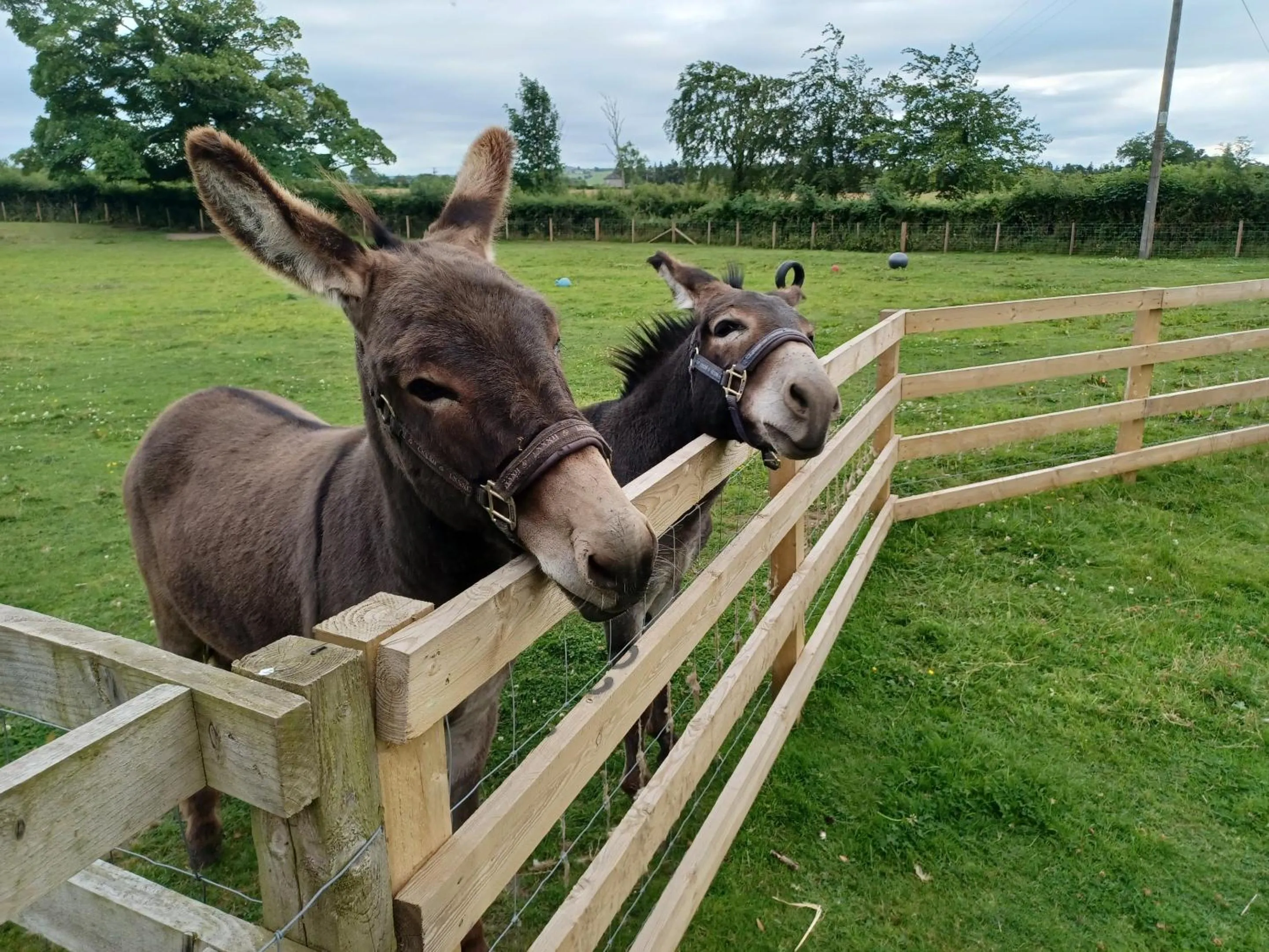 View (from property/room) in Green View Lodges