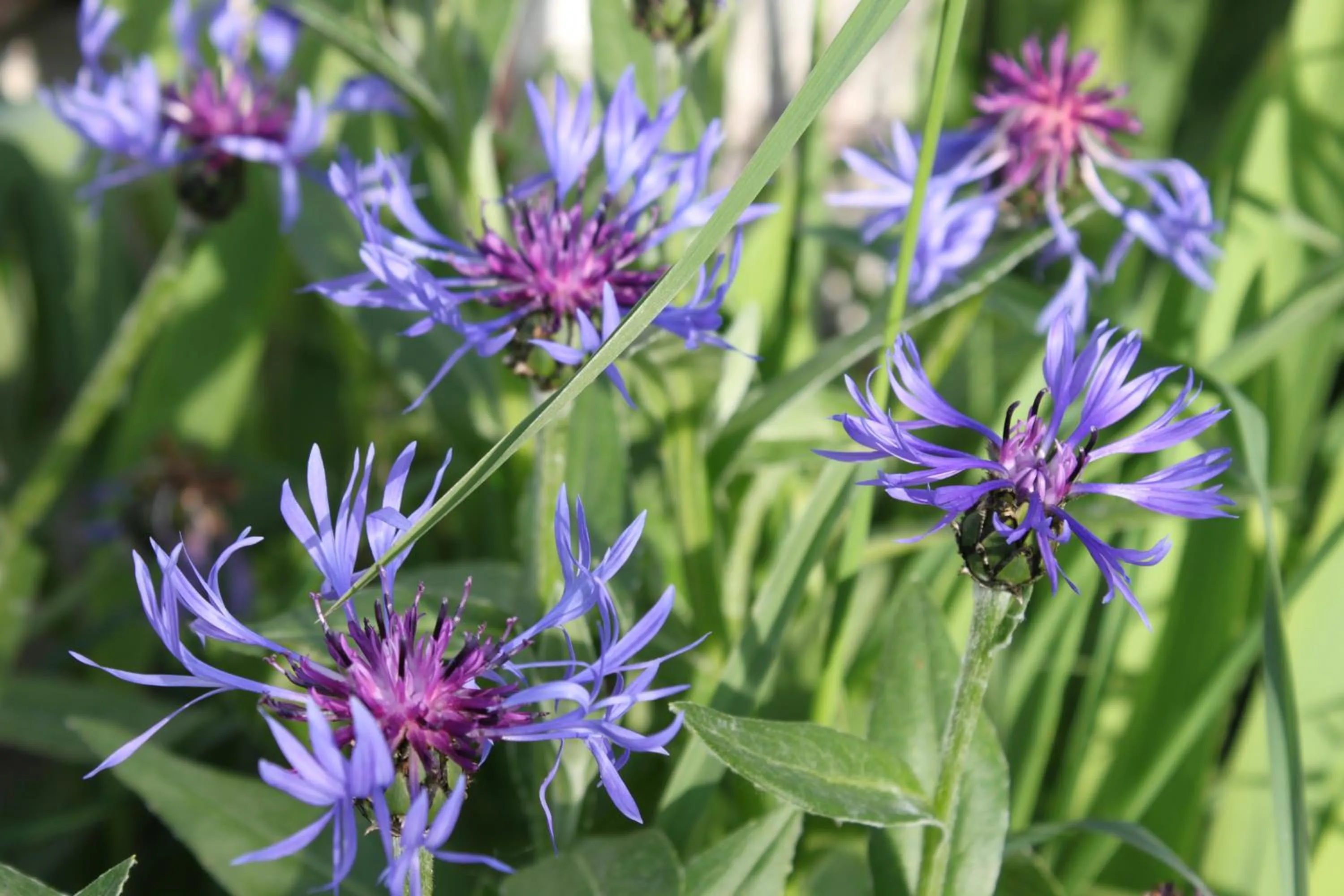 Garden in Au fil du temps