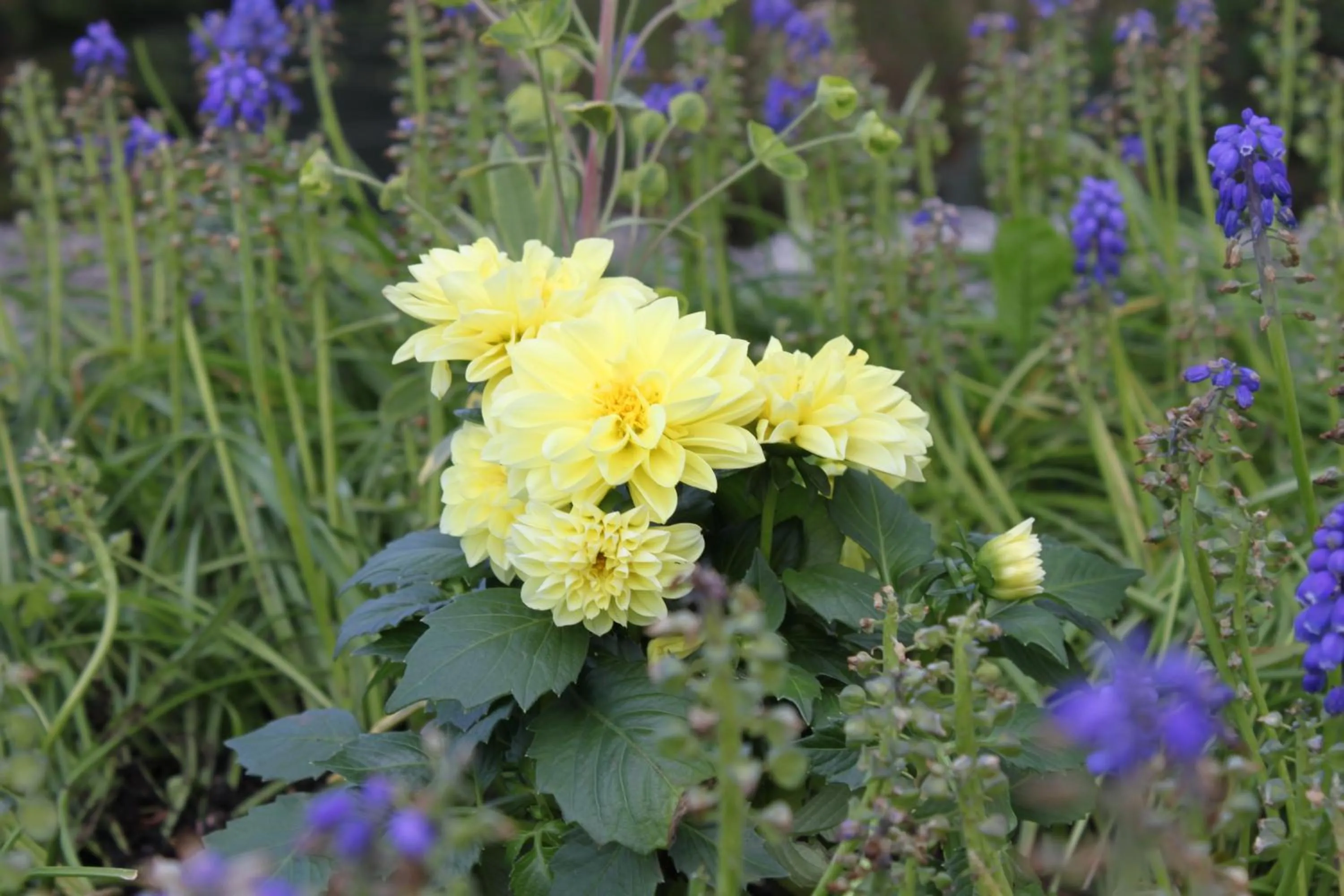 Garden in Au fil du temps