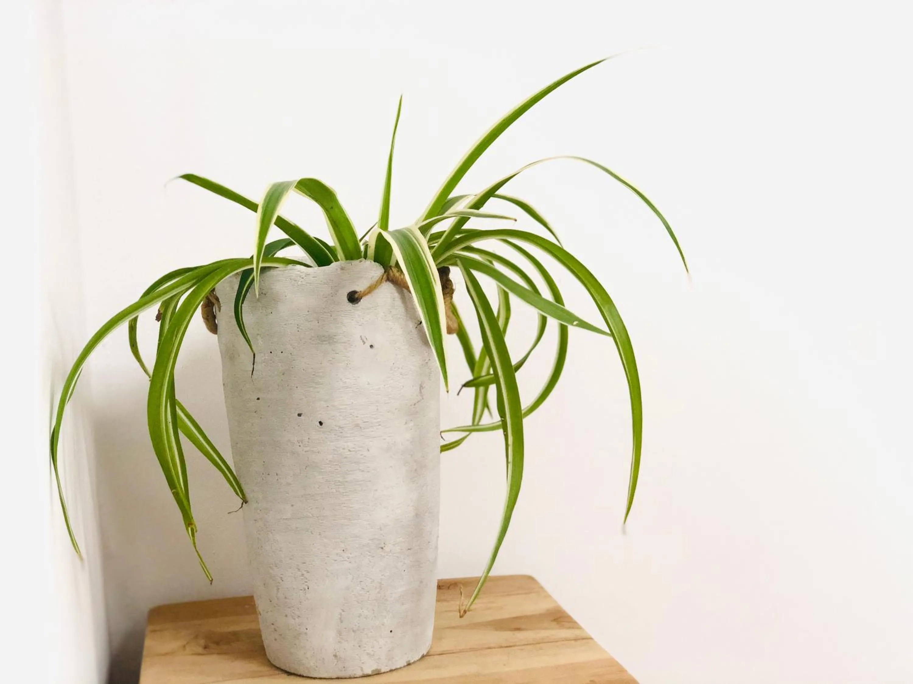 Mes Caprices B&B Villa Mosan Bord de Meuse