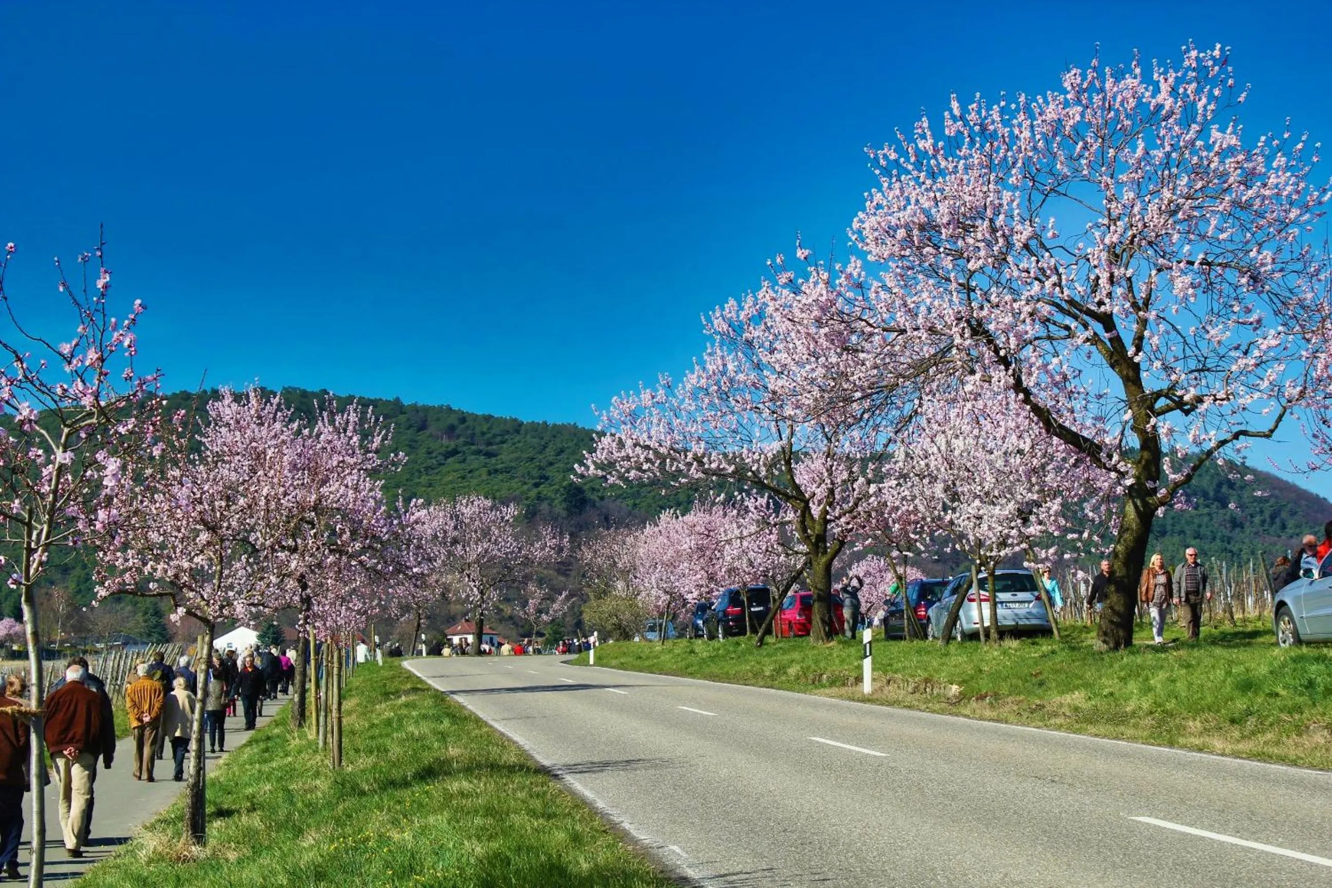 Natural landscape in Hotel Tenner