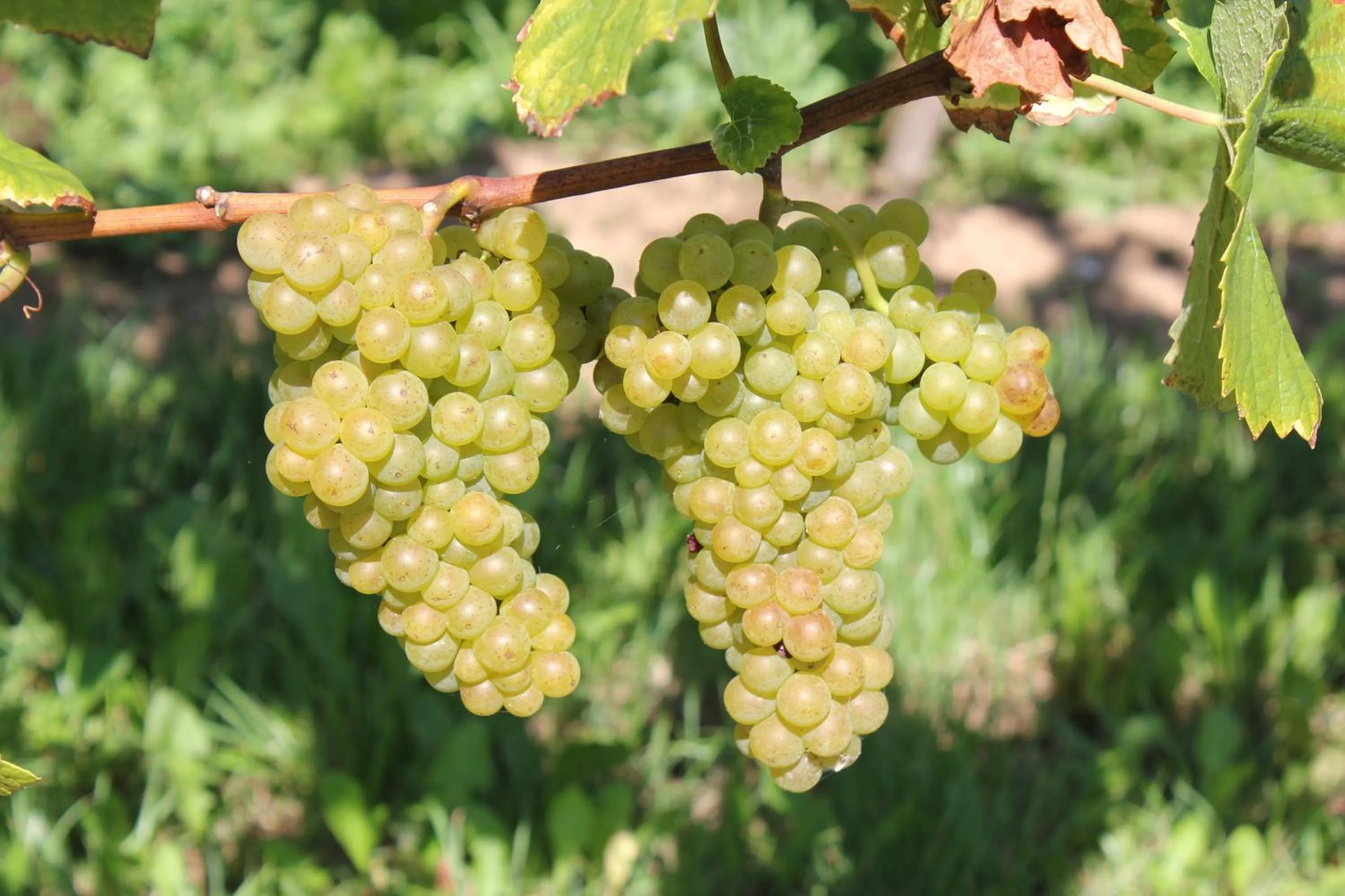 Natural landscape in Hotel Tenner