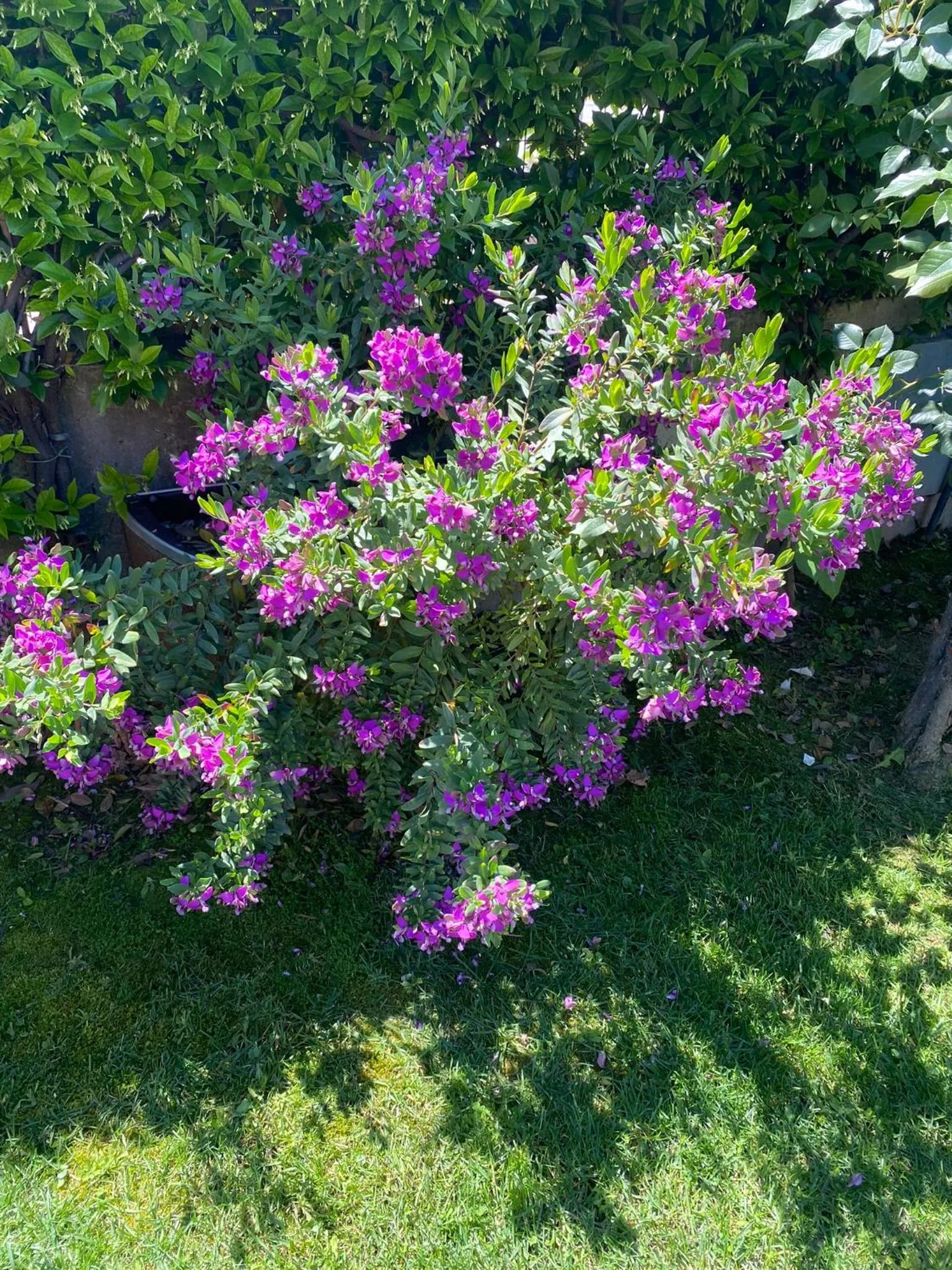 Garden in Hotel Ristorante Casa Rossa