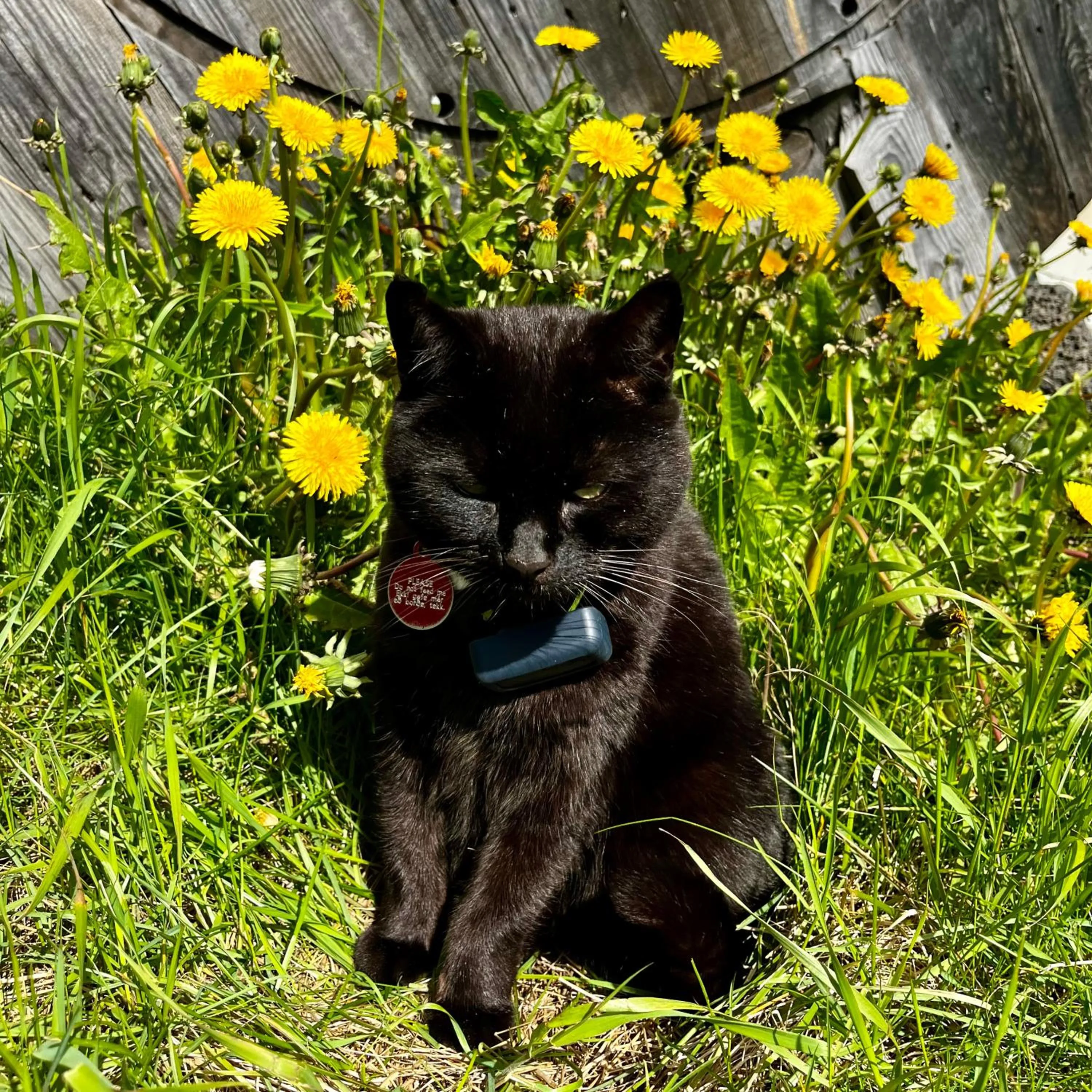 Pets in Guesthouse 1x6