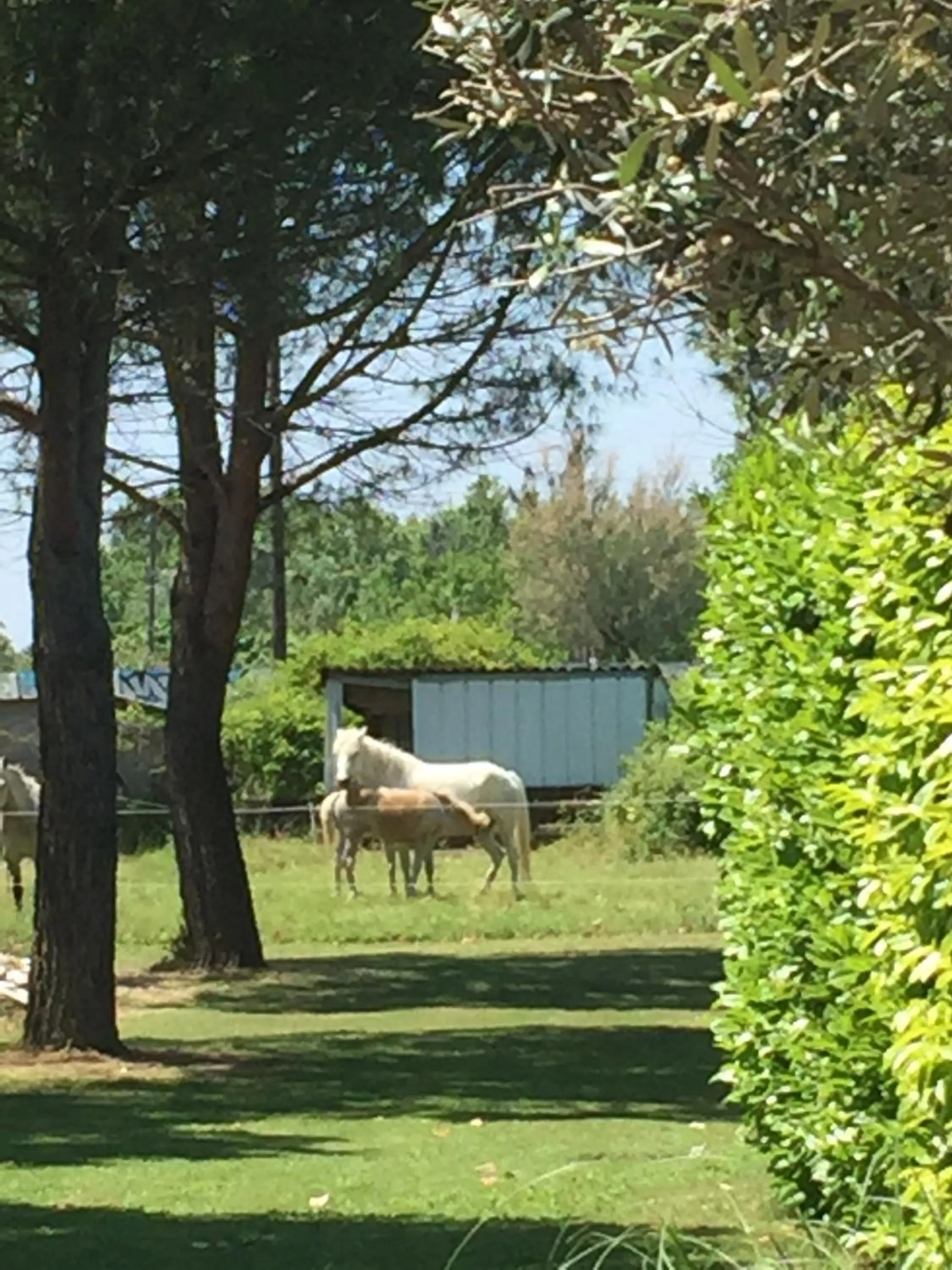Garden in Lou Garbin