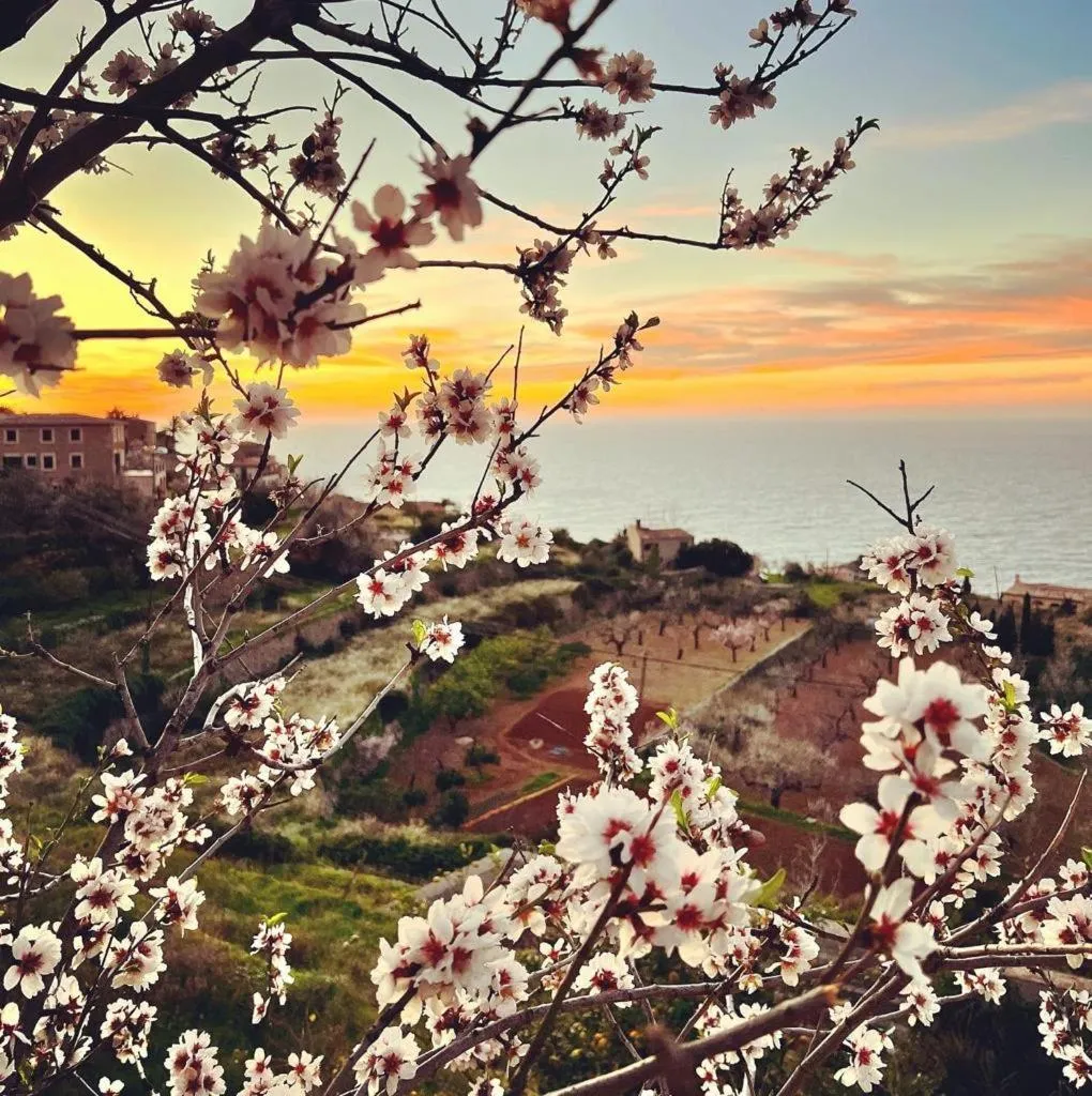 Spring in Can Busquets