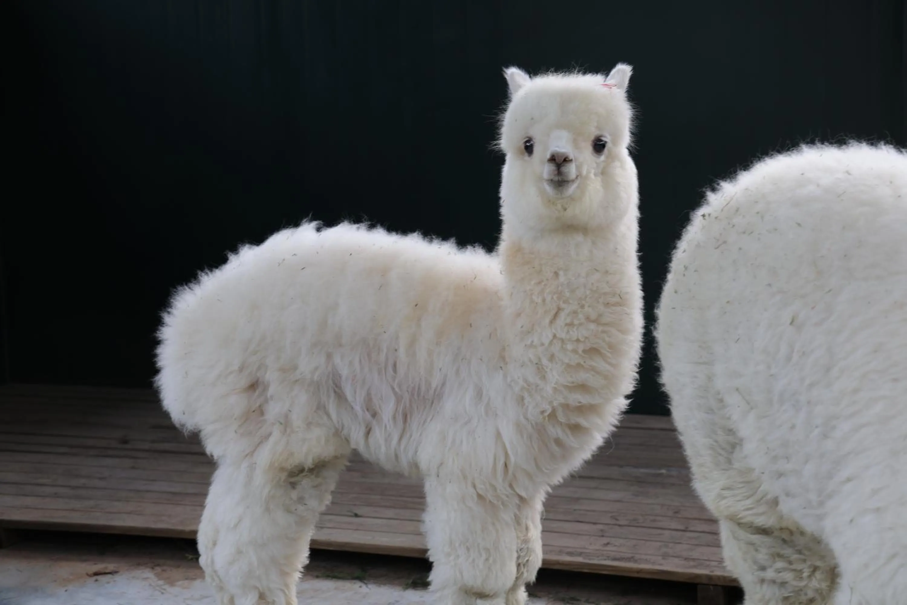 Animals in Wyndham Qingdao l Free Fixed-Time Shuttle Service Between Hotel and Airport & North Railway Station l Outdoor Children's Amusement Park l 1-Hour Play Snooker or Table Tennis