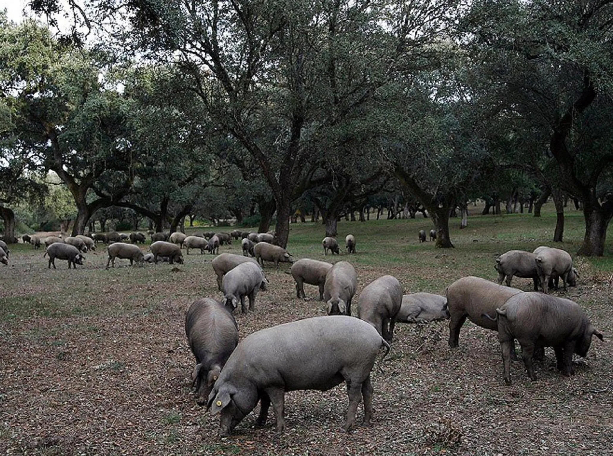 Nearby landmark in Hotel Sierra de Aracena