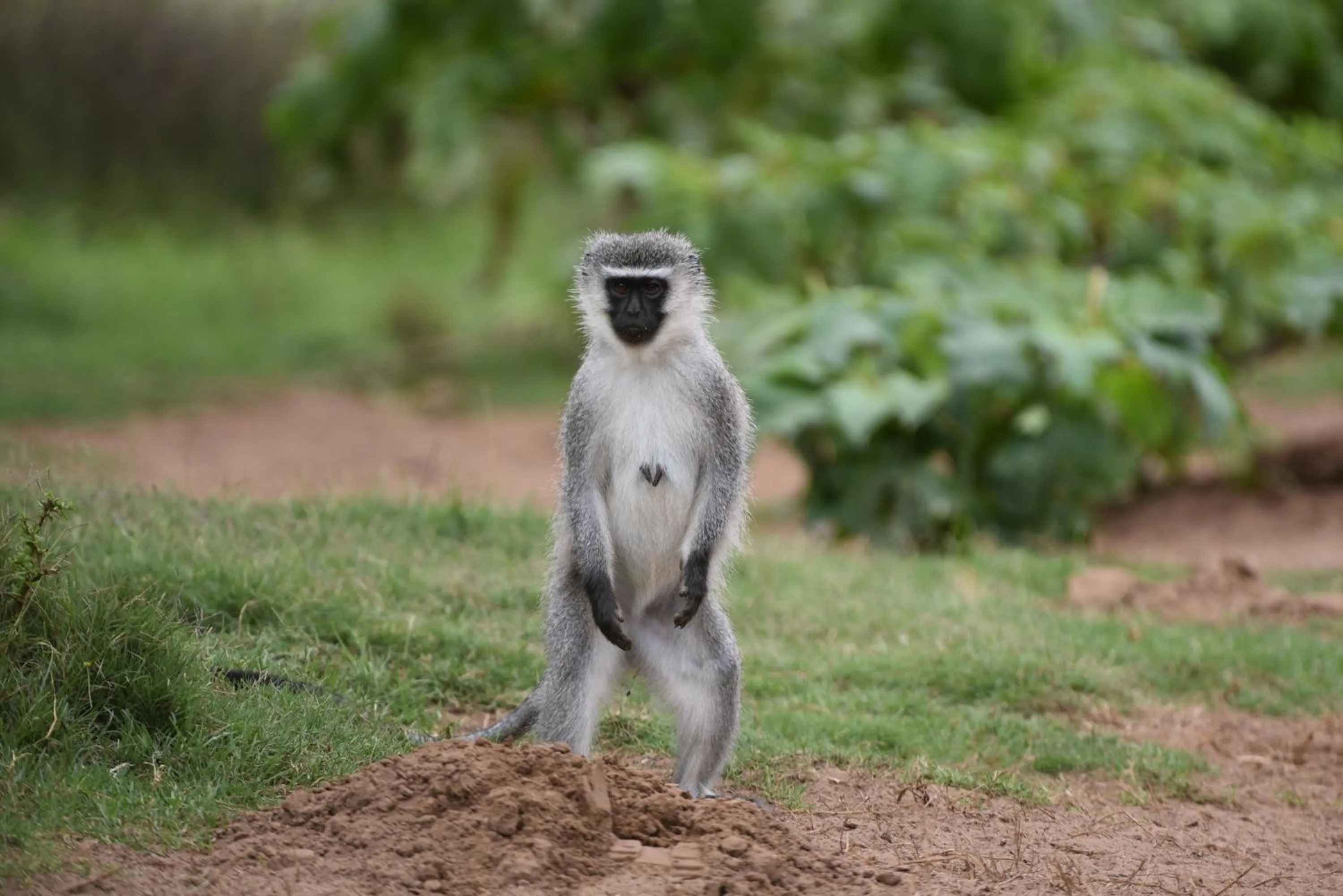 Burlington Bush Cottages by The Oyster Collection