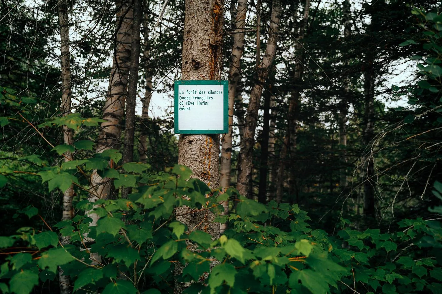 Natural landscape in Canopée Lit