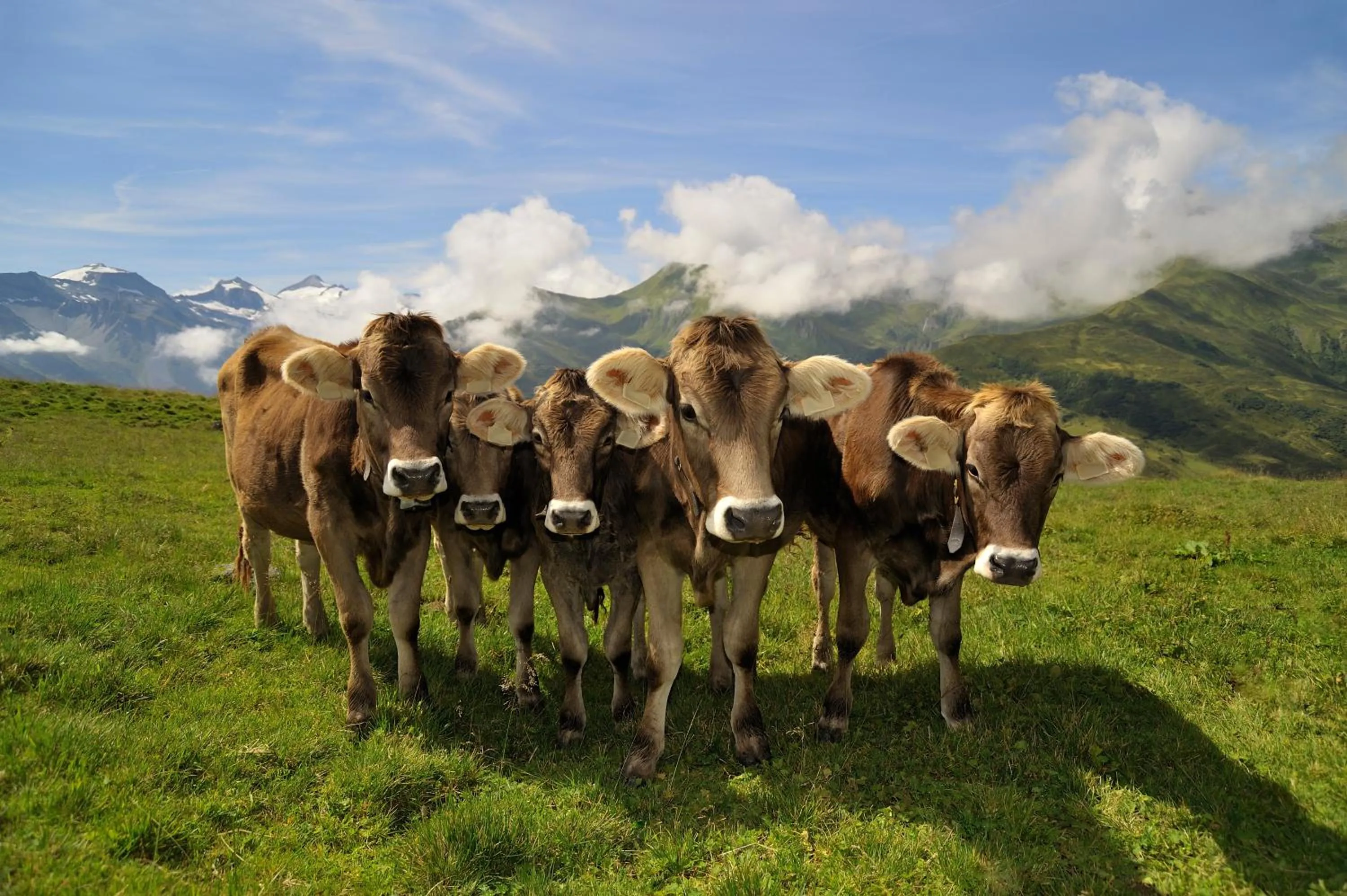 Animals in BRUGGER ChaletDorf