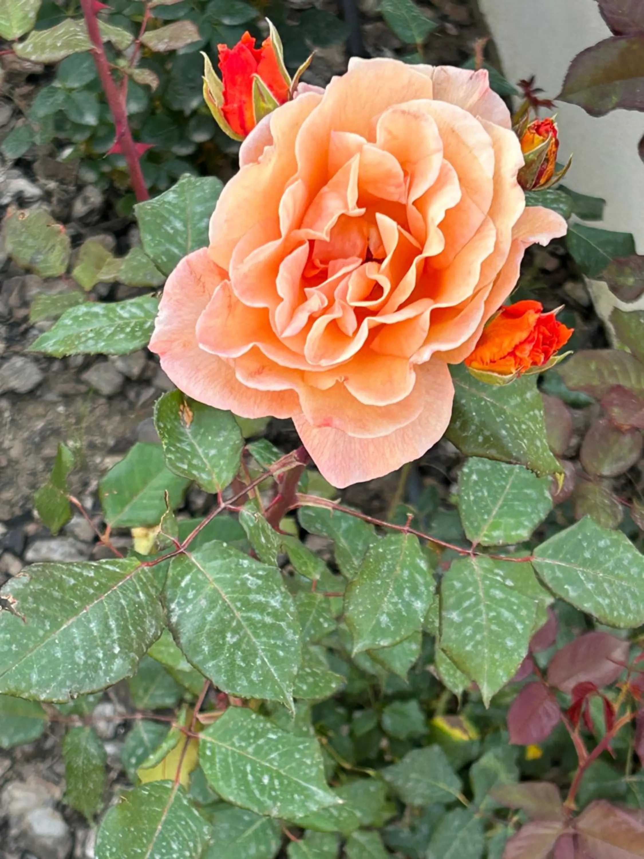 Garden view in Residence Hydria