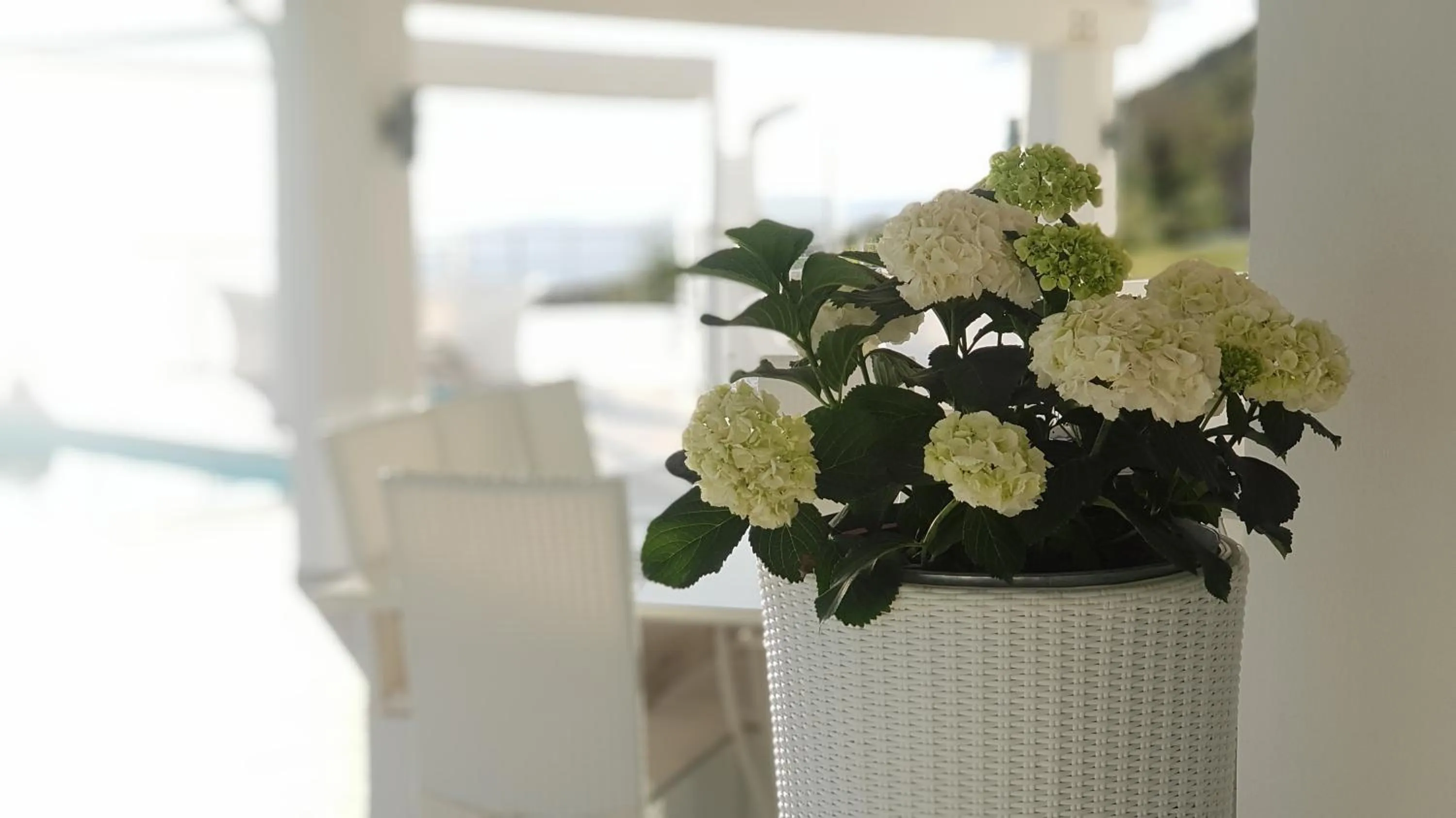 White Club Residence