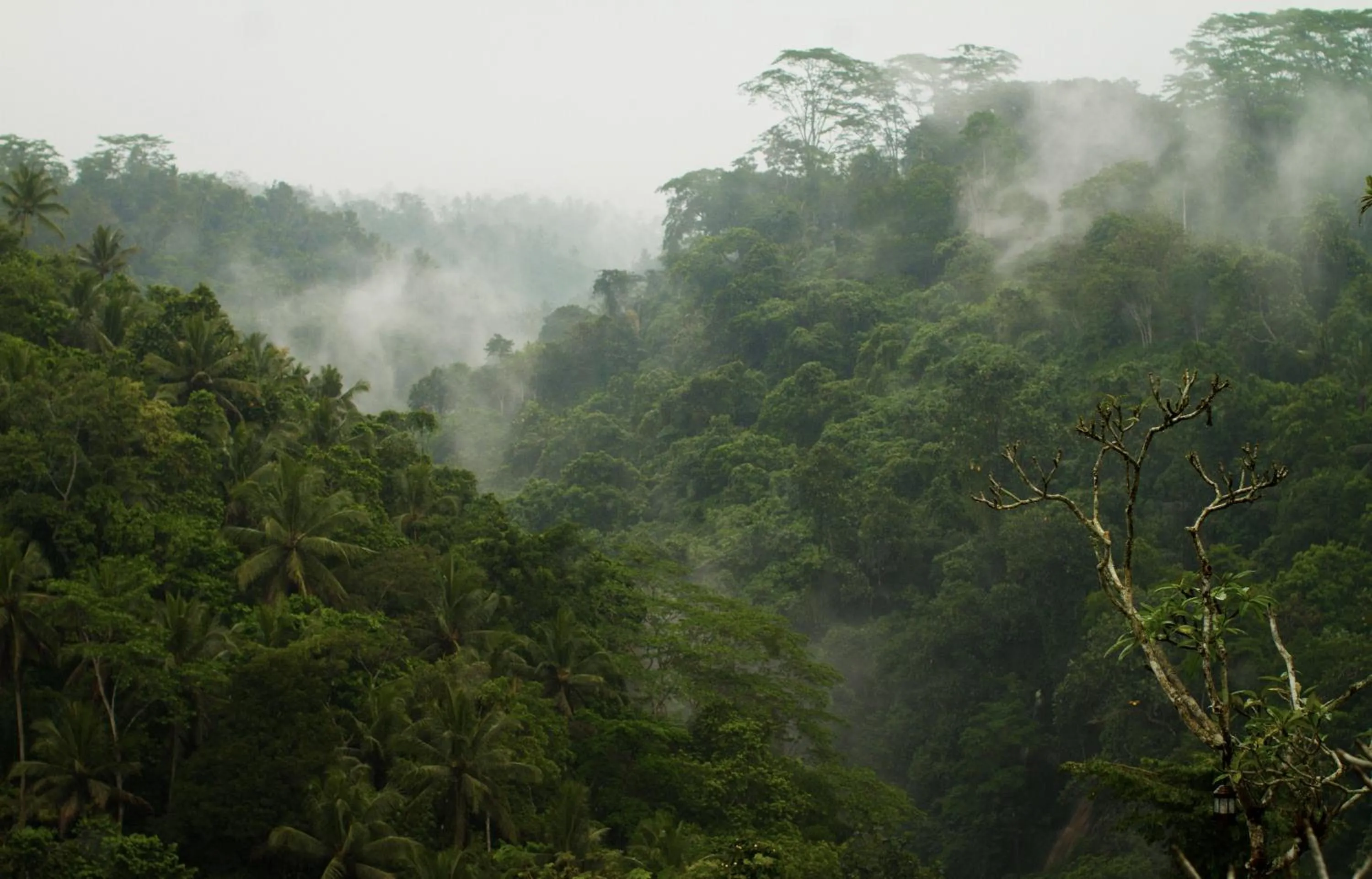 Natural landscape in Puri Wulandari A Boutique Resort & Spa