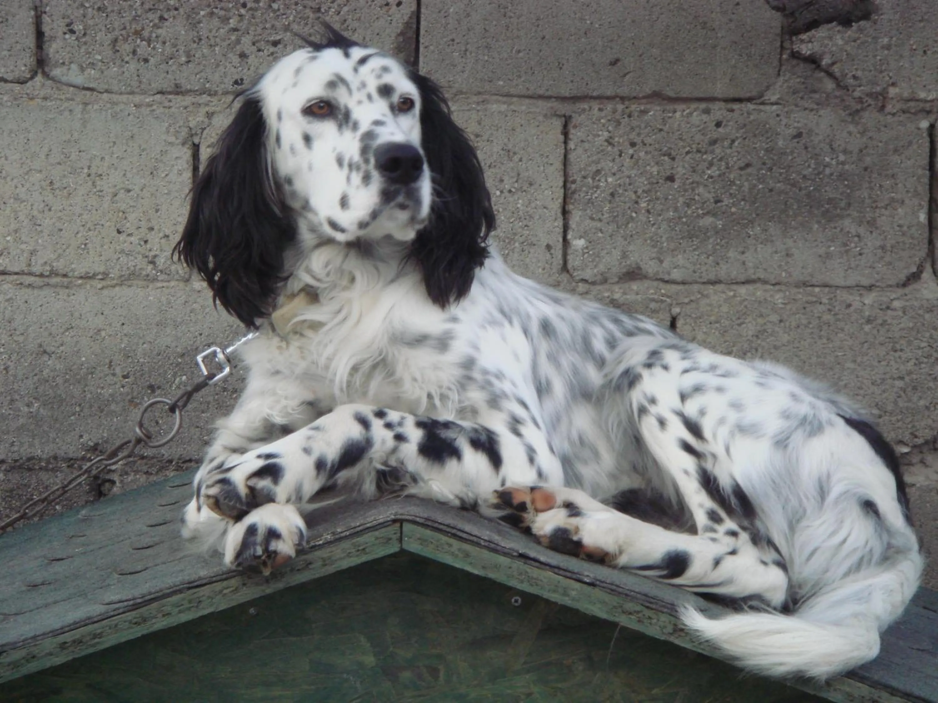 Pets in Incirliev - Special Category