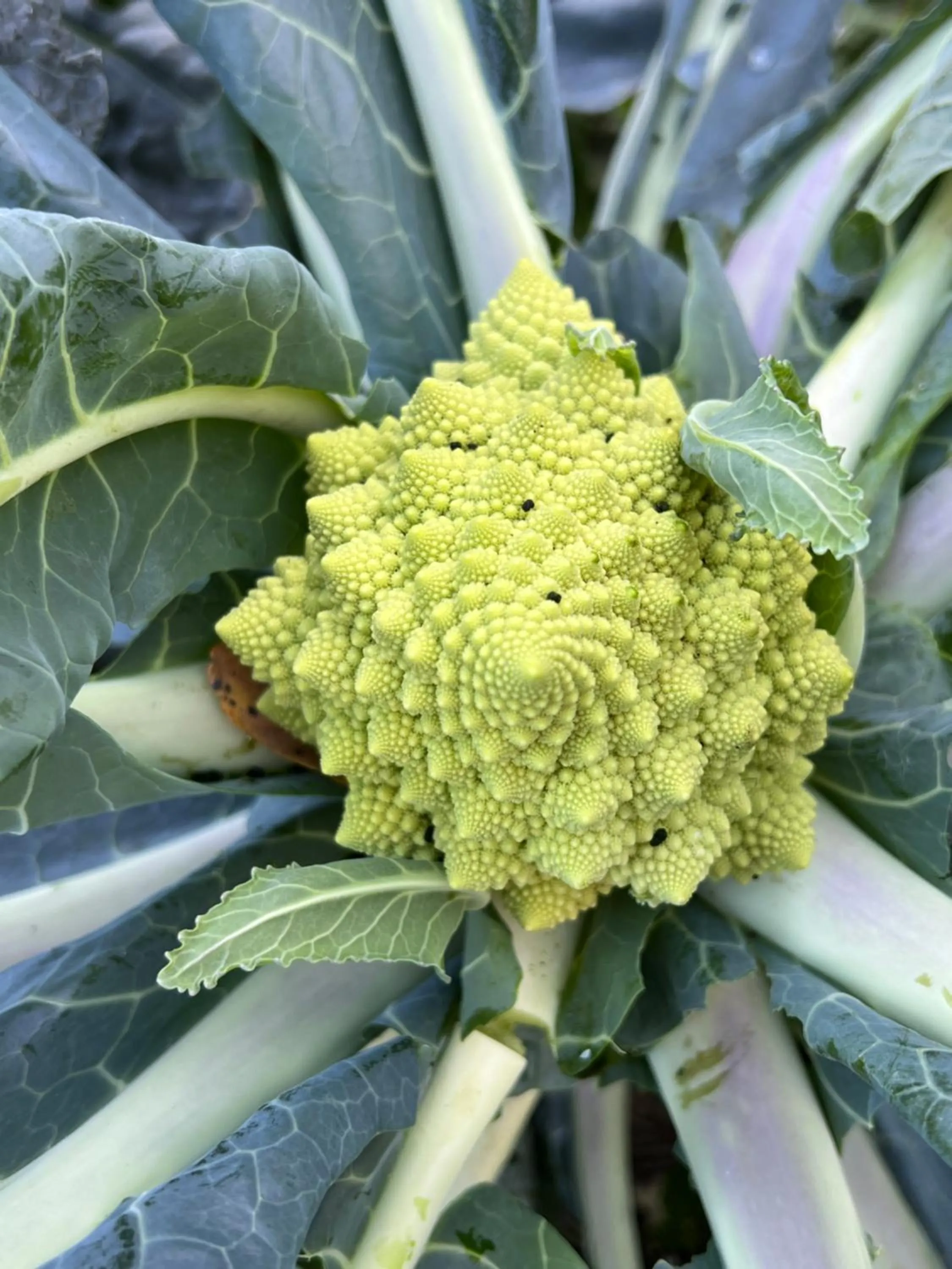 B&B Podere Legnotorto