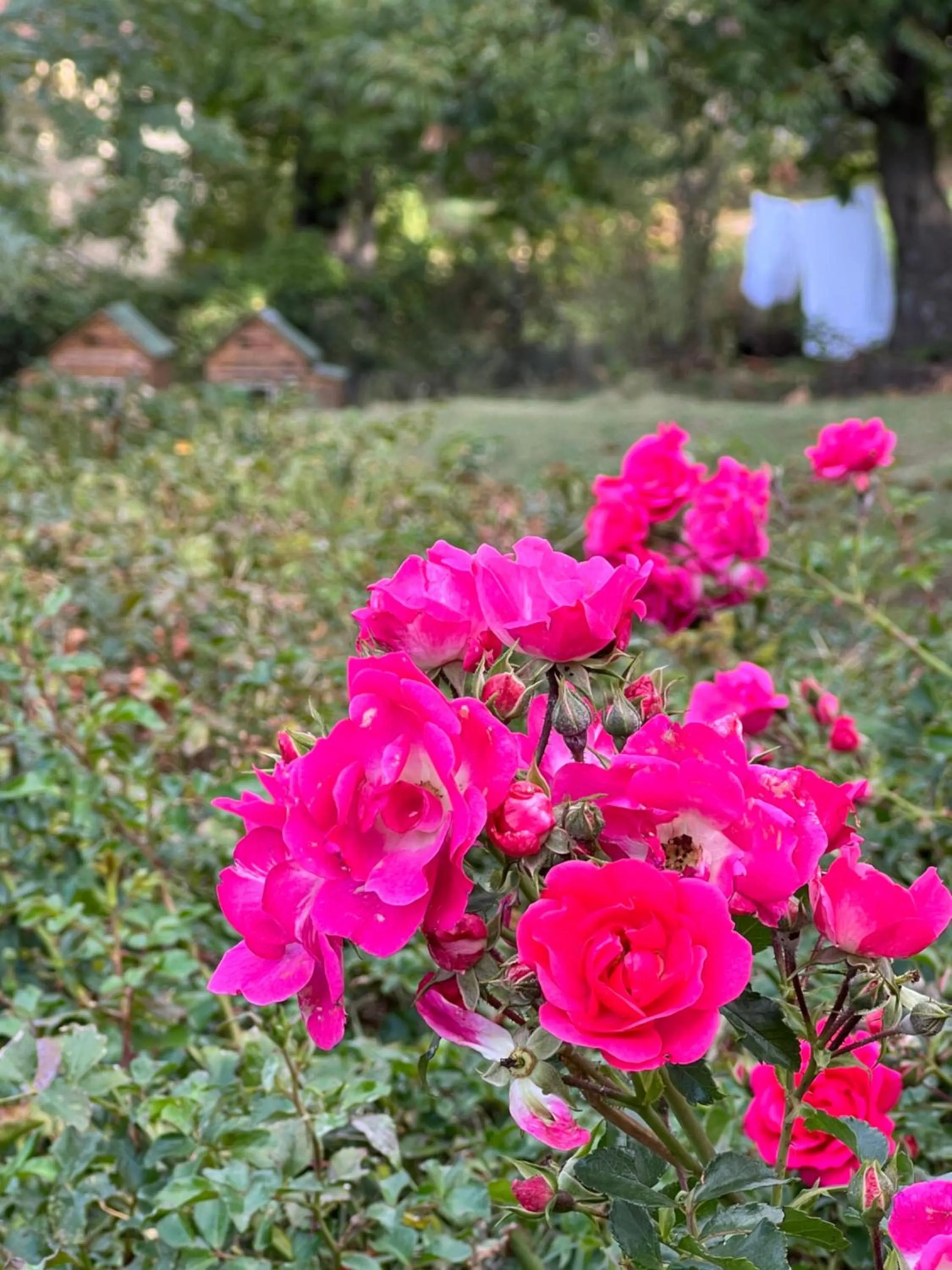 Spring in B&B Podere Legnotorto