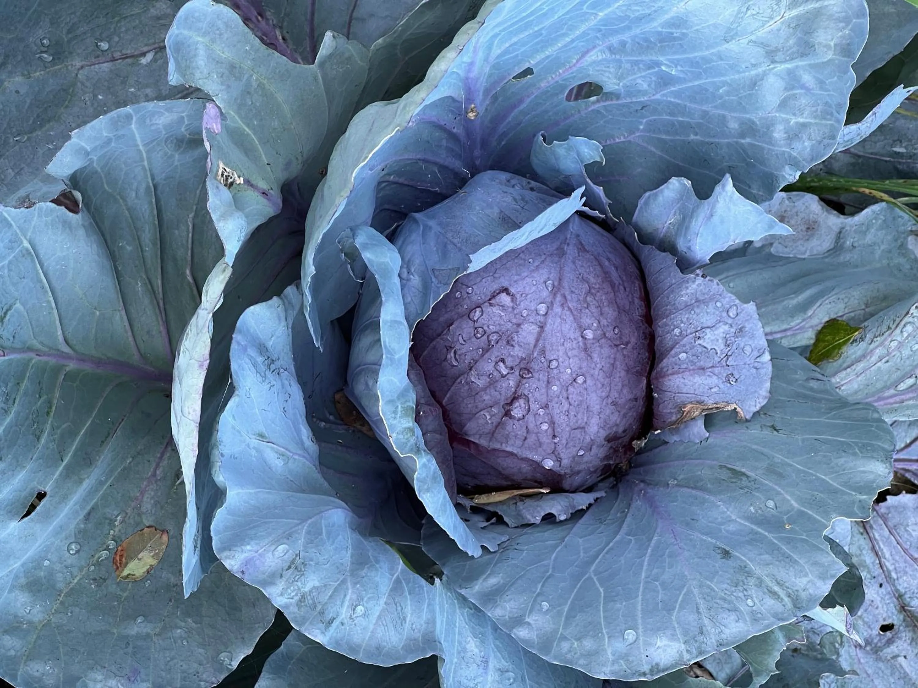 B&B Podere Legnotorto