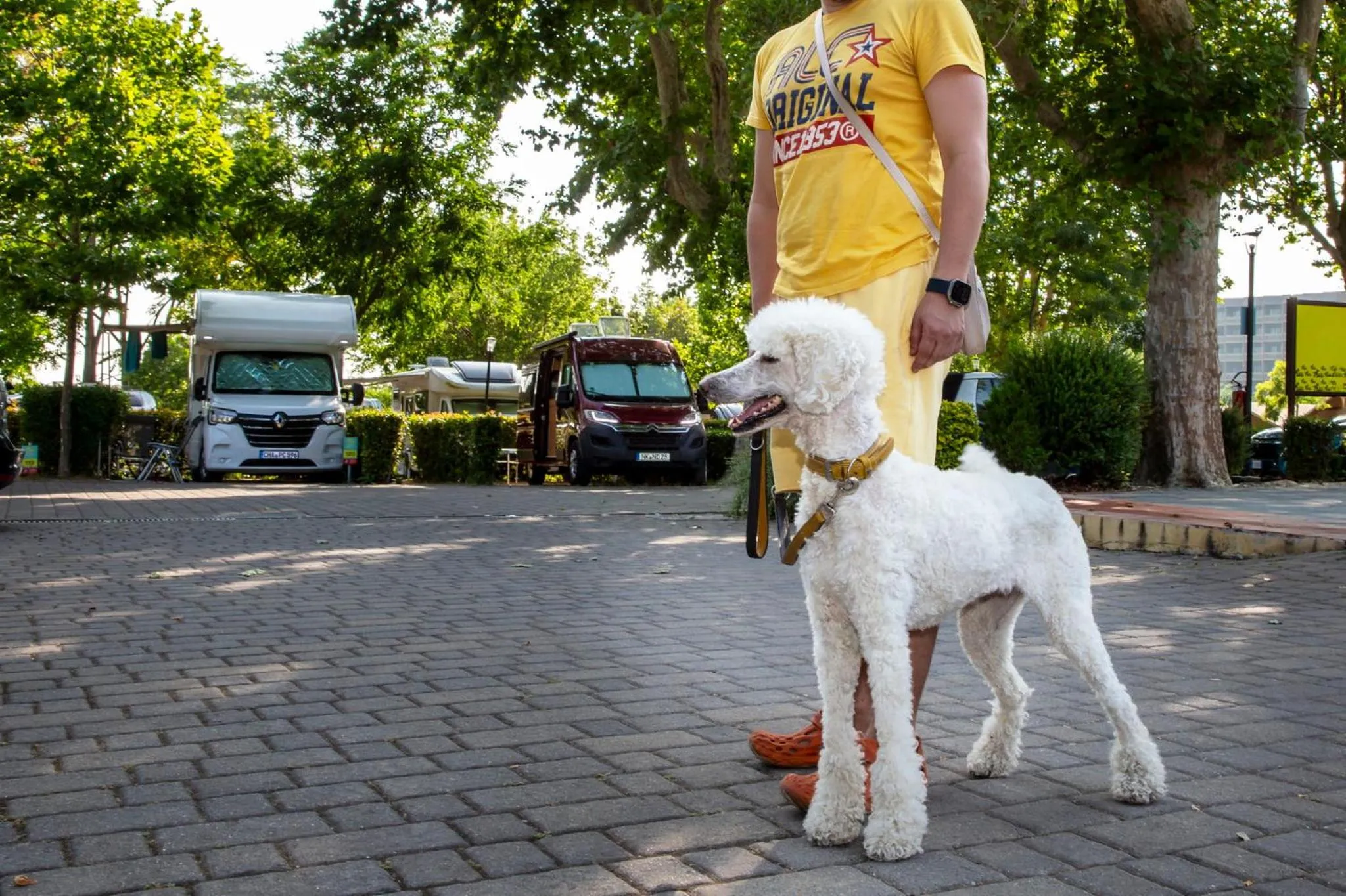 Animals in hu Roma Camping In Town