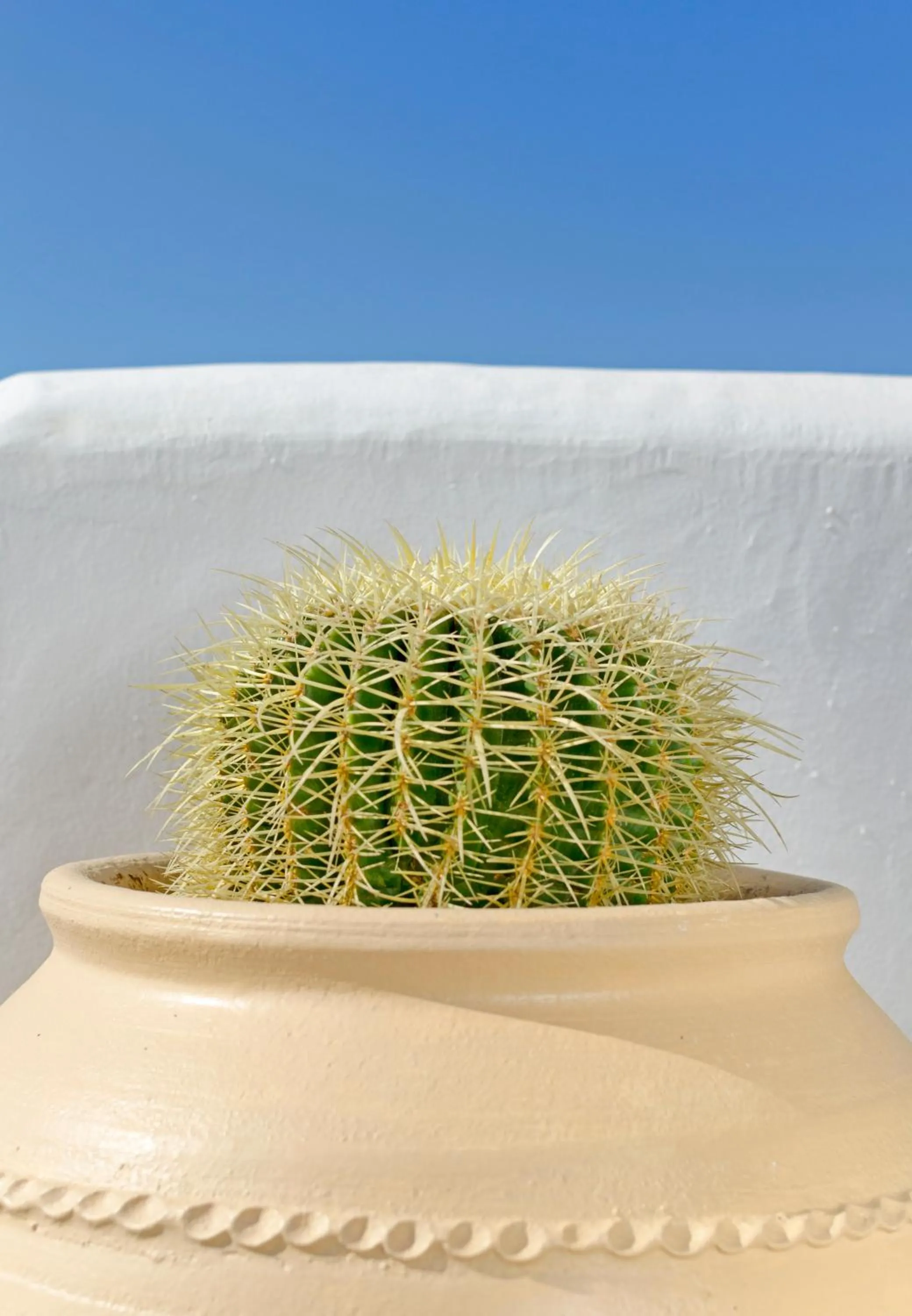 Garden in Hotel Castillio