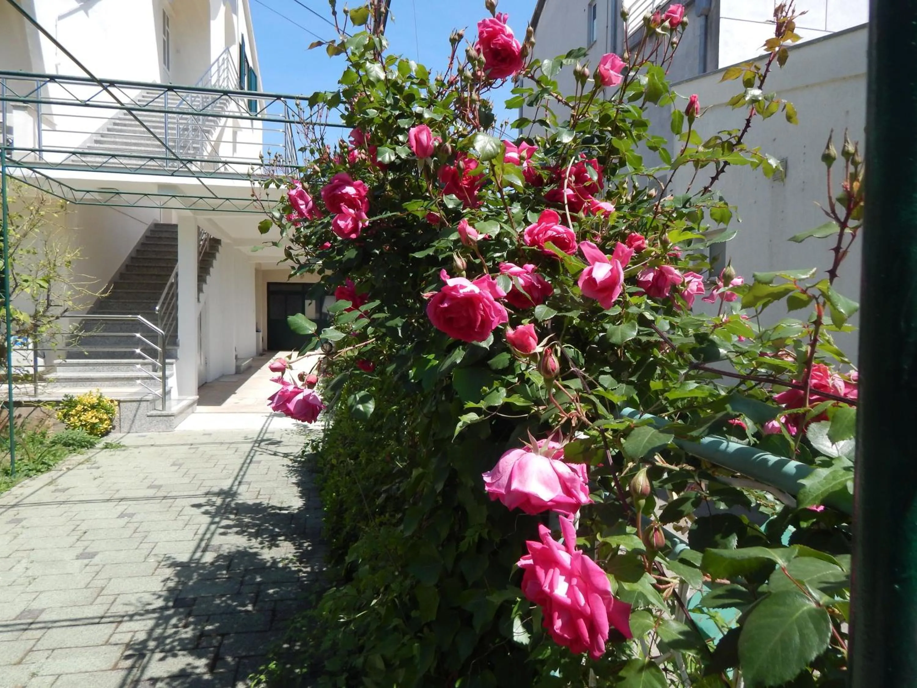 Garden in Lemon Tree Apartments