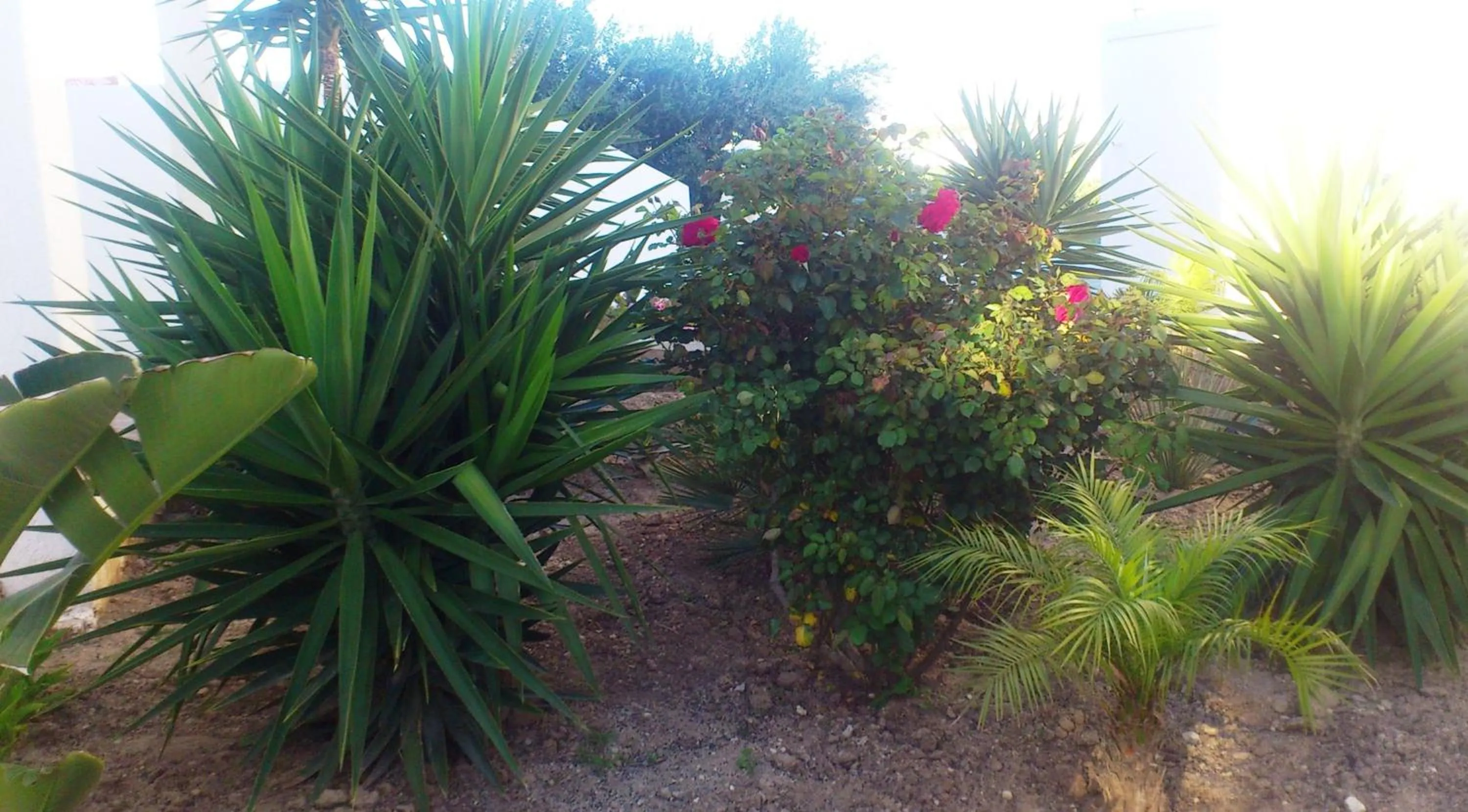 Garden in Glaronisia Hotel