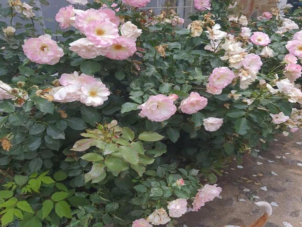 Garden in Gemsbok Cottage