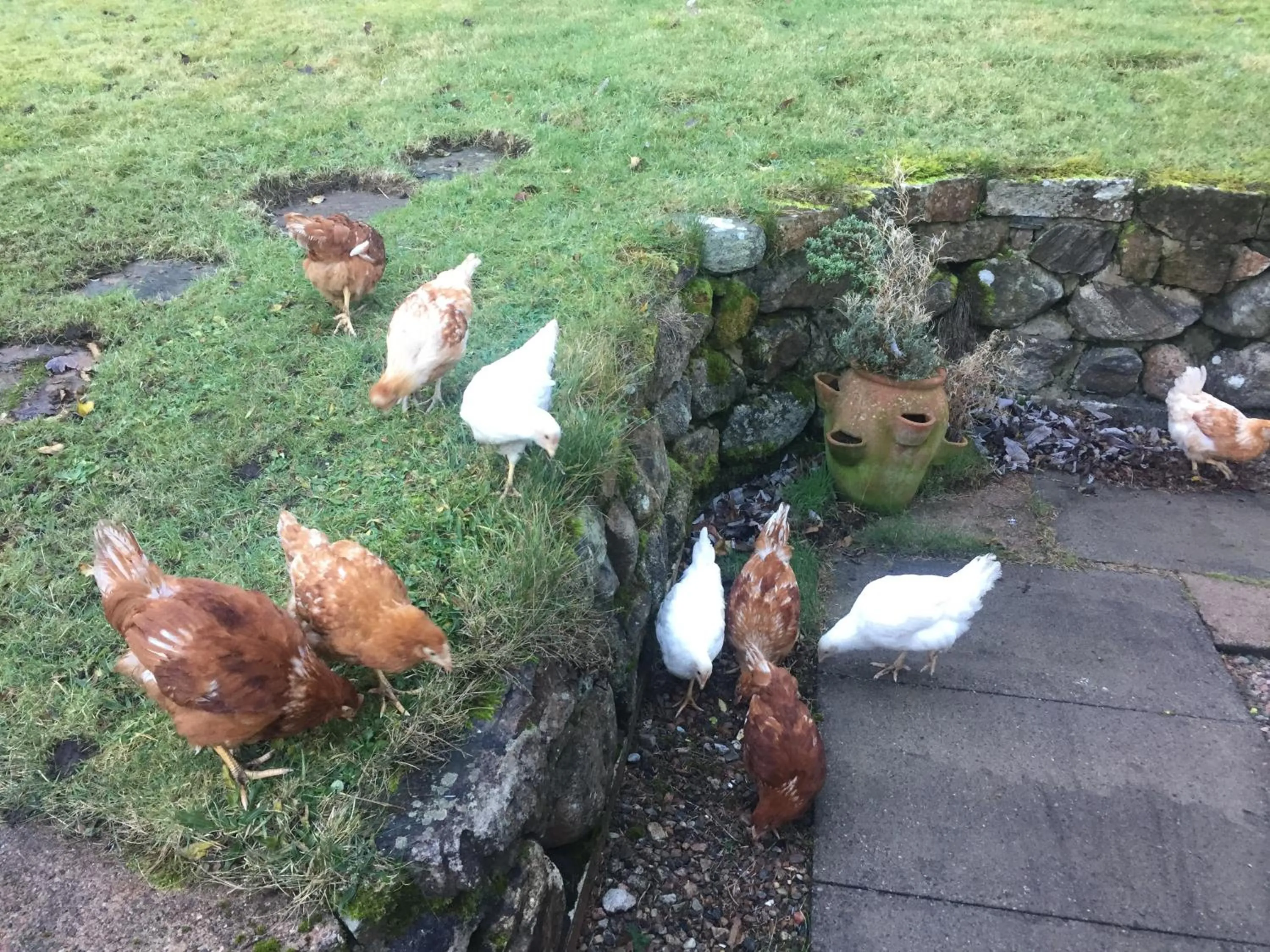 Animals in The Sheiling B&B - NC 500