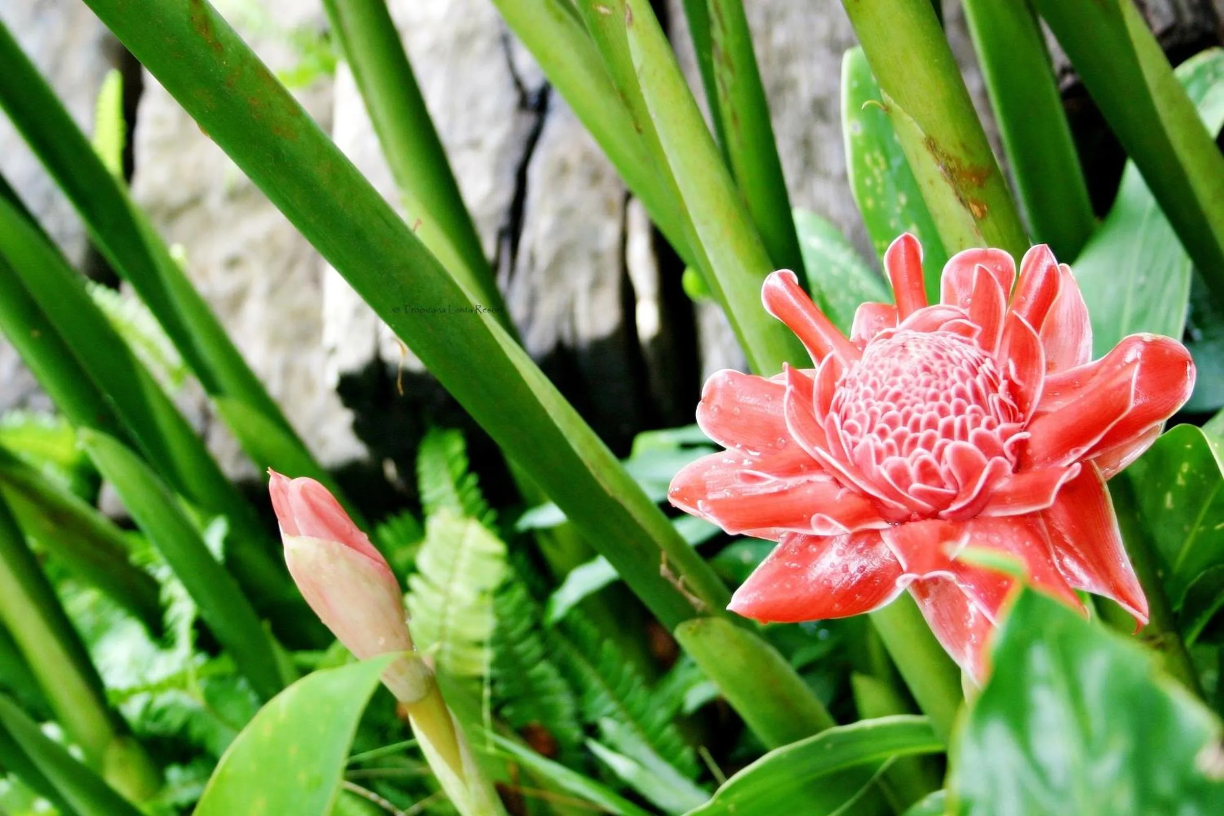 Garden in Tropicana Lanta Resort